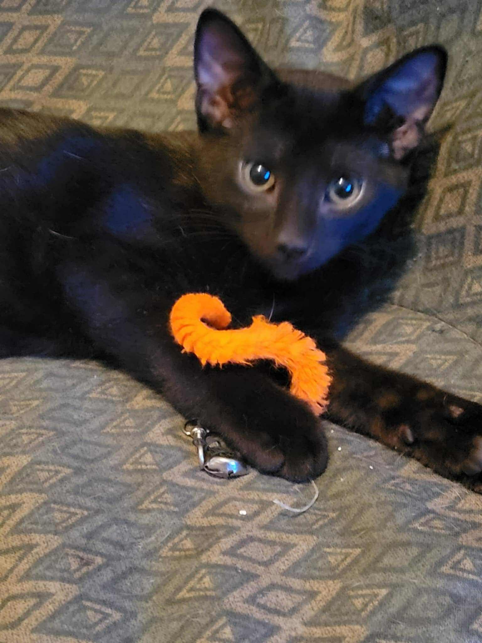 Enlarge Dave, a Adoptable mixed breed in Creston, IA image 3/5