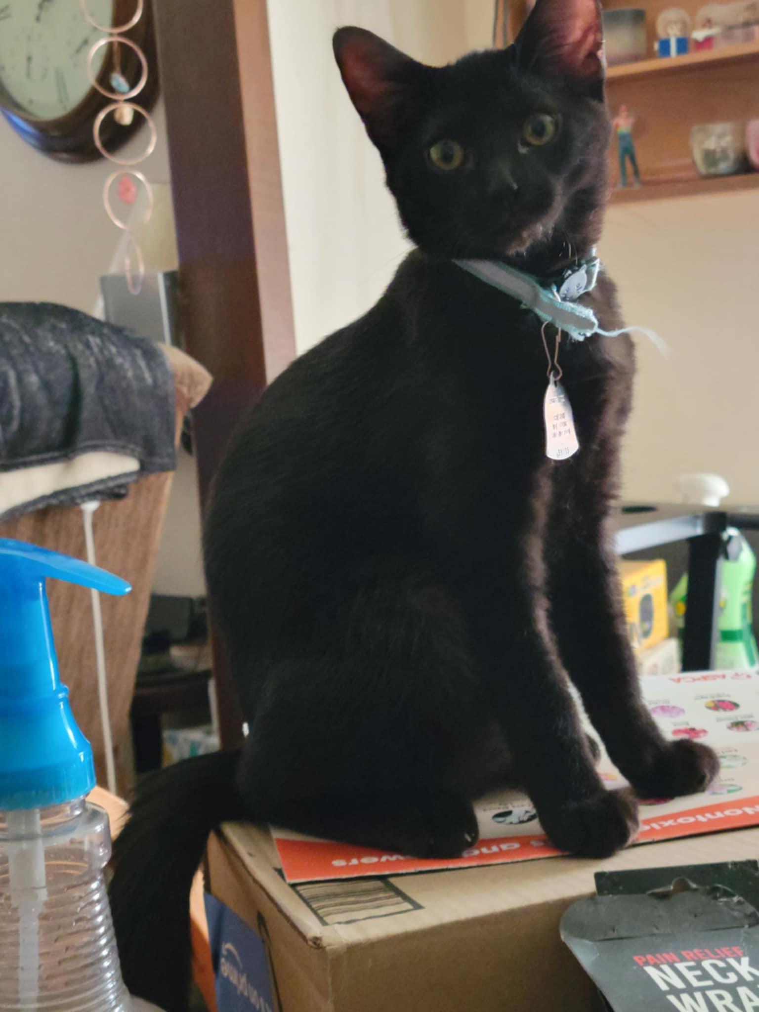 Enlarge Dave, a Adoptable mixed breed in Creston, IA image 2/5