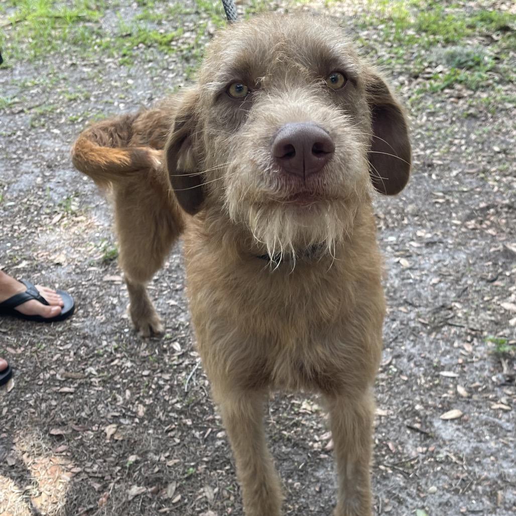 OLLIE (613), Adoptable, Young Male Irish Wolfhound & Mixed Breed.