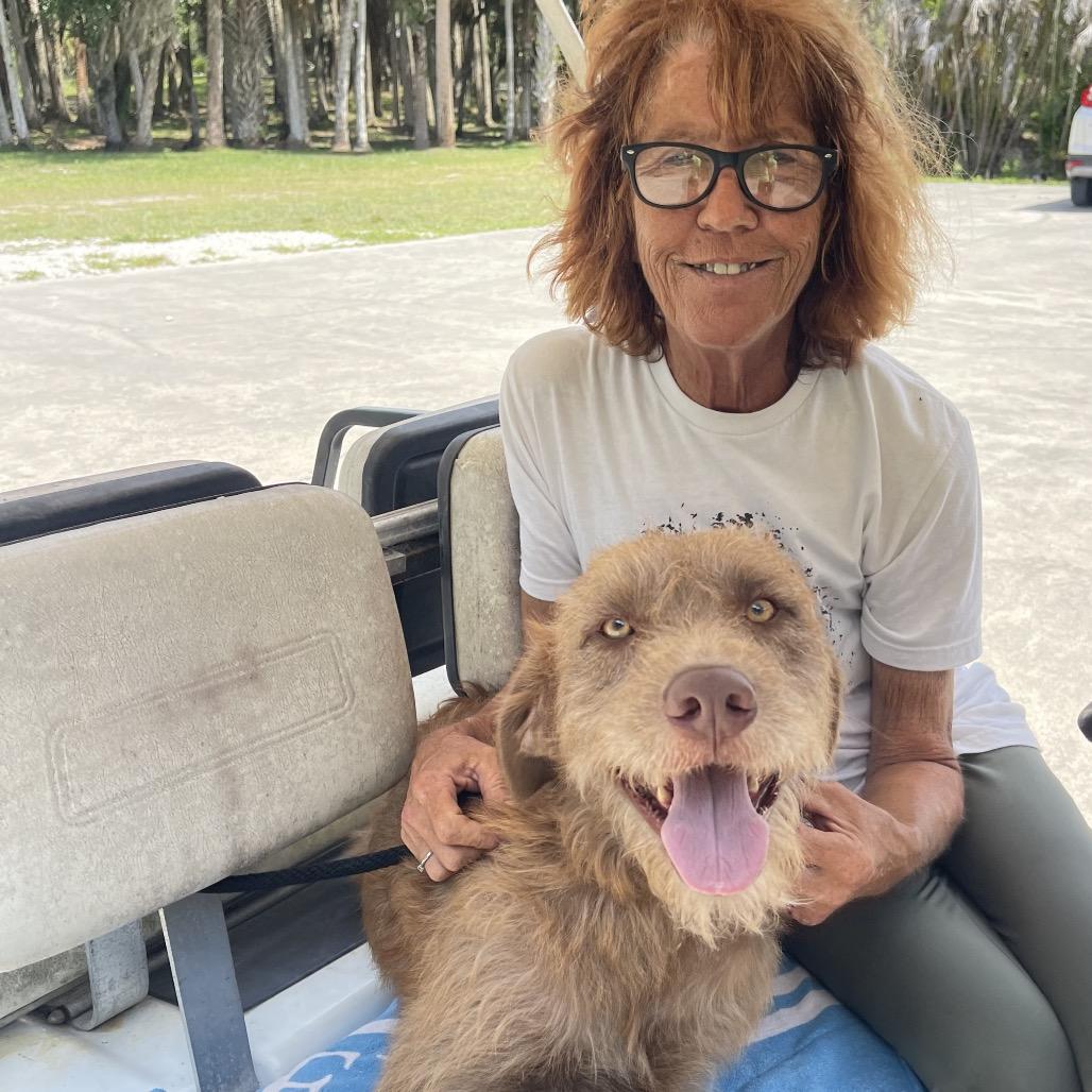 Enlarge OLLIE (613), a Adoptable mixed breed in Indiantown, FL image 2/6