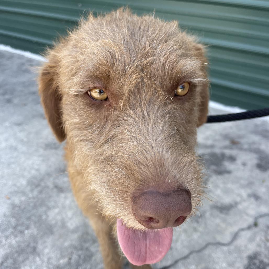Enlarge OLLIE (613), a Adoptable mixed breed in Indiantown, FL image 3/6