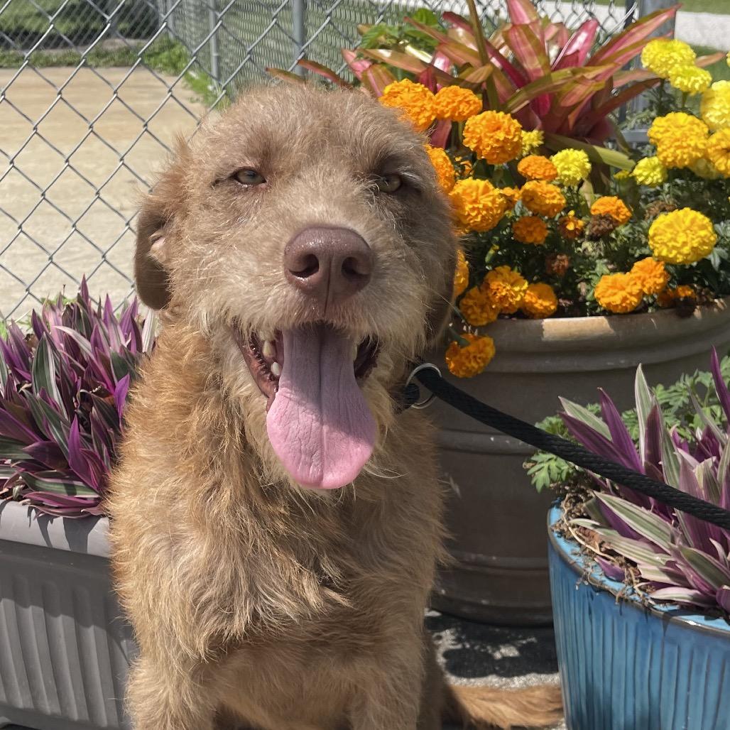 Enlarge OLLIE (613), a Adoptable mixed breed in Indiantown, FL image 4/6