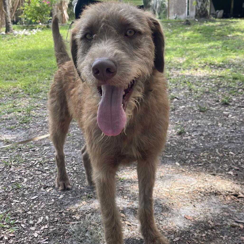 Enlarge OLLIE (613), a Adoptable mixed breed in Indiantown, FL image 5/6