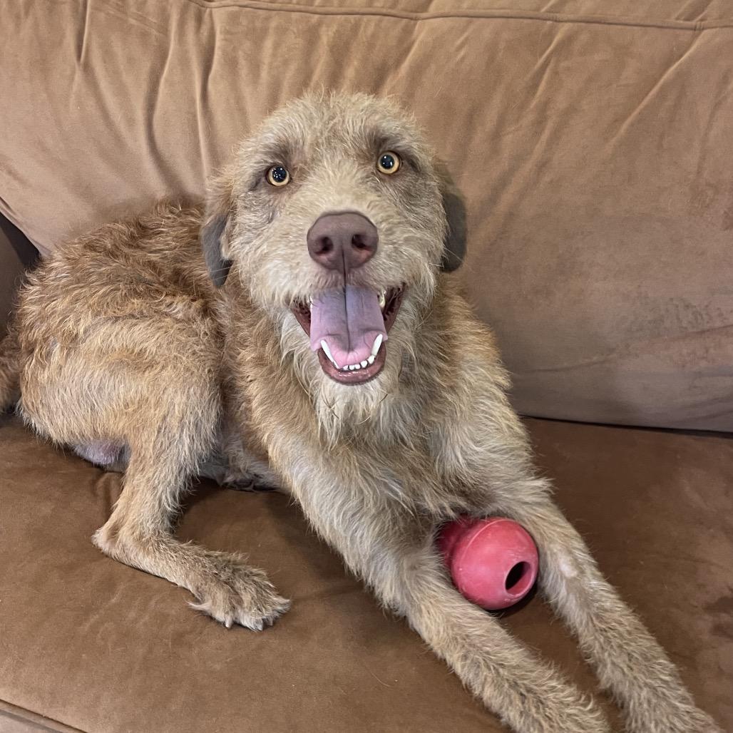 Enlarge OLLIE (613), a Adoptable mixed breed in Indiantown, FL image 6/6