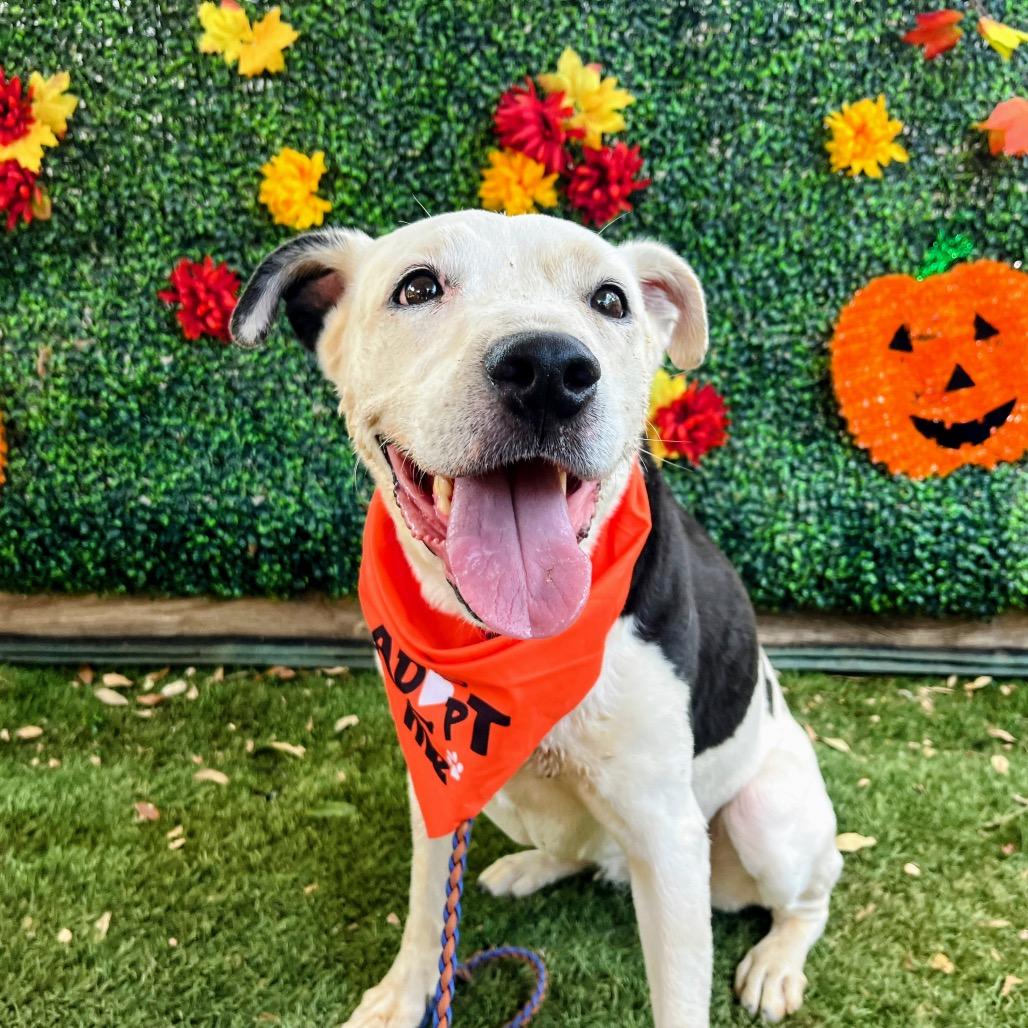 Antoinette — thumbnail 2