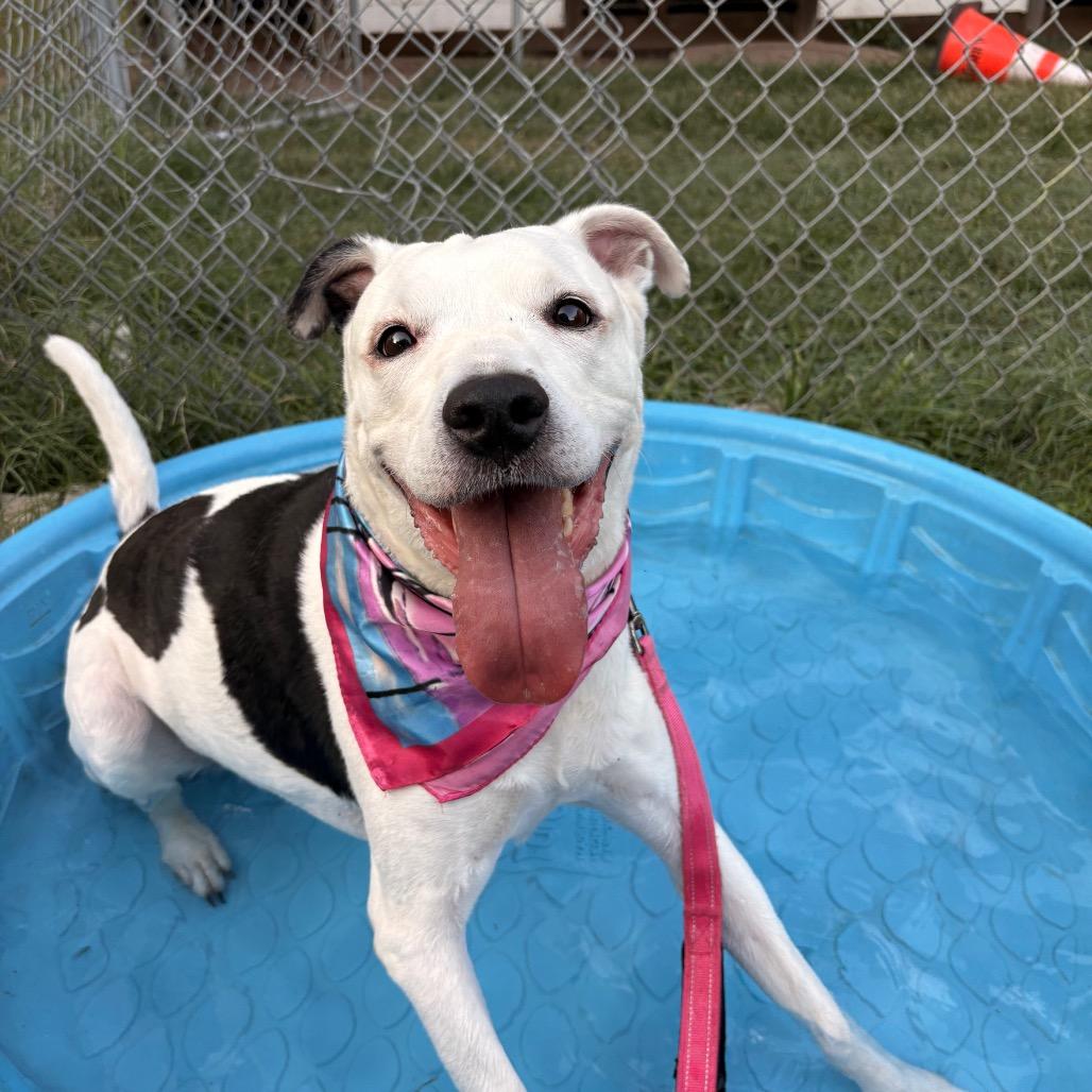 Antoinette — thumbnail 3