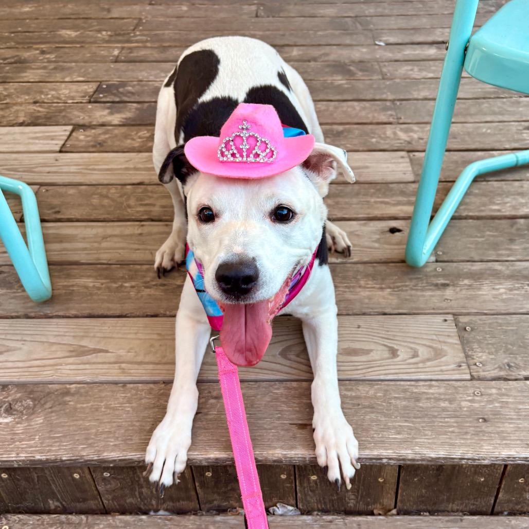 Antoinette — thumbnail 4