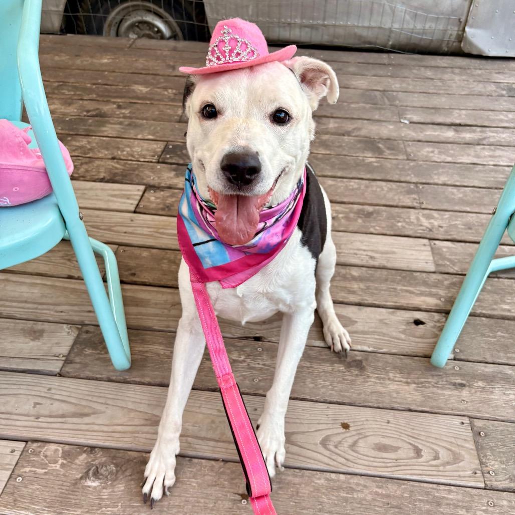 Antoinette — thumbnail 5