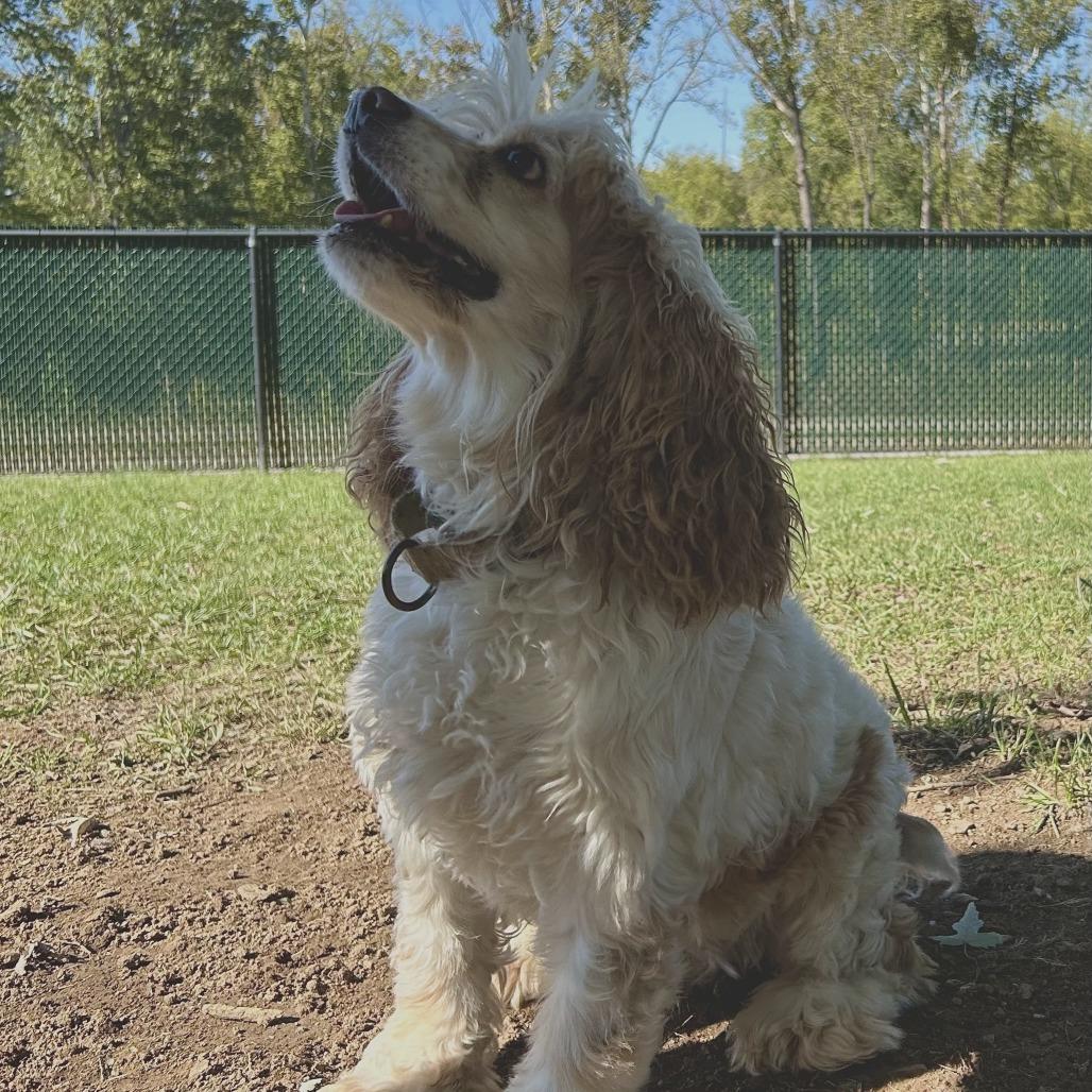 Cooper, Adoptable, Senior Male Cocker Spaniel.