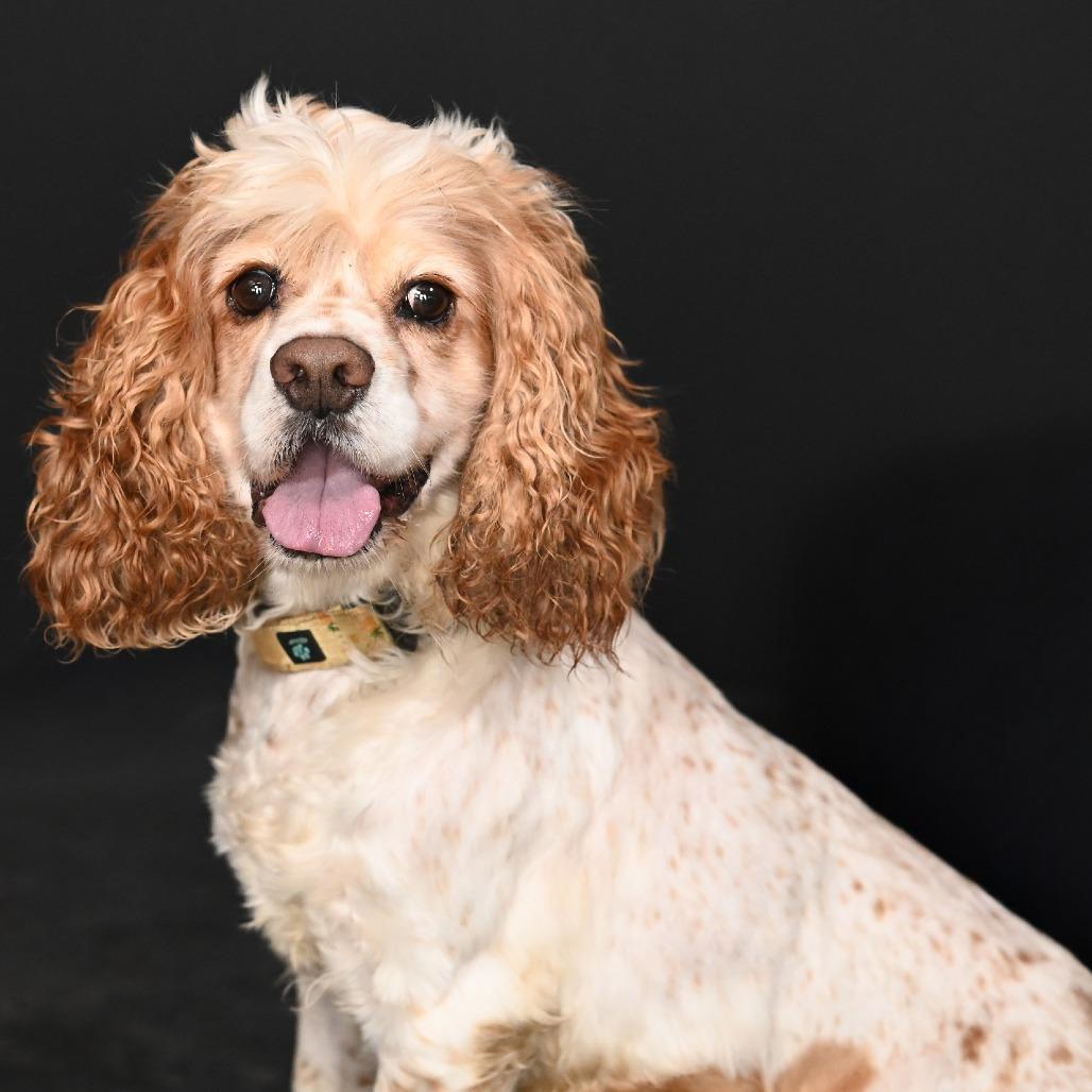 Enlarge Cooper, a Adoptable Cocker Spaniel in Johnson City, TN image 2/5