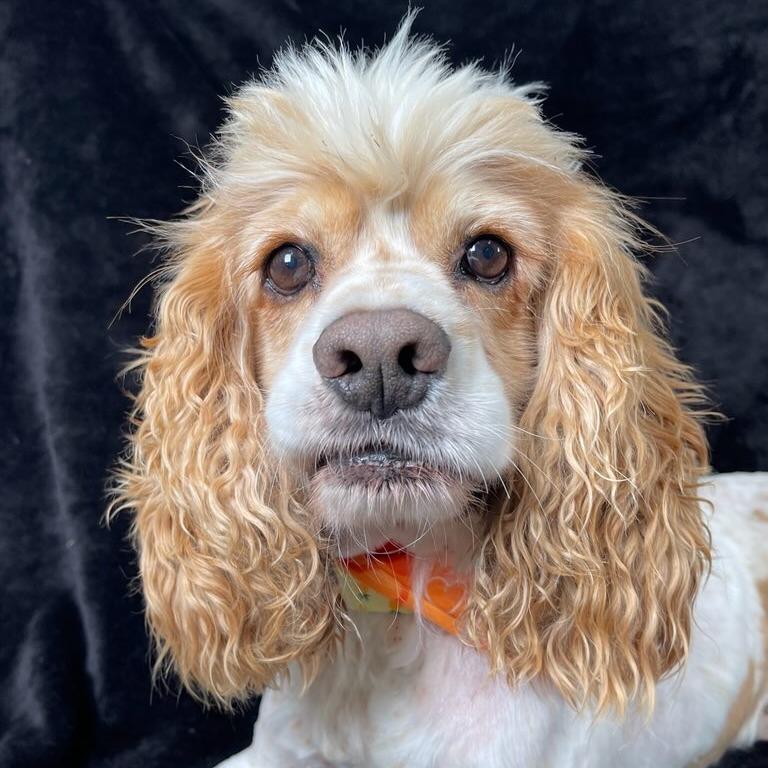 Enlarge Cooper, a Adoptable Cocker Spaniel in Johnson City, TN image 4/5
