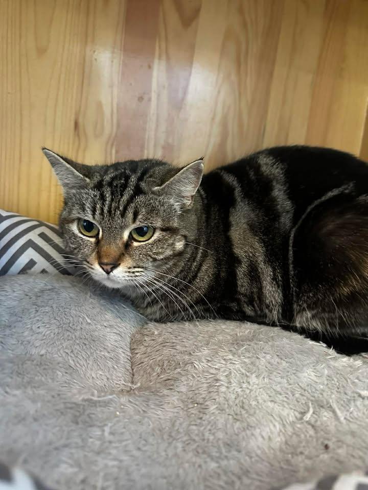 Willow, ADOPTABLE, Young Female Domestic Short Hair.