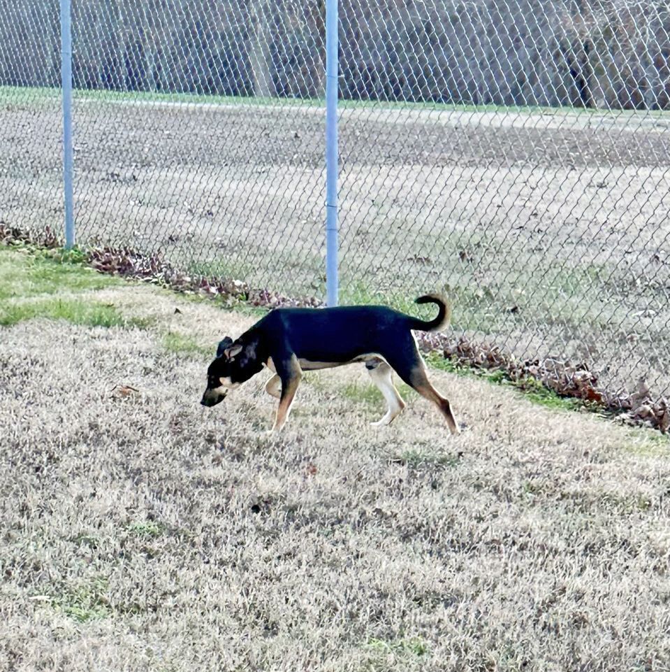 Nolan, a Adoptable mixed breed in Savannah, TN image 1/3