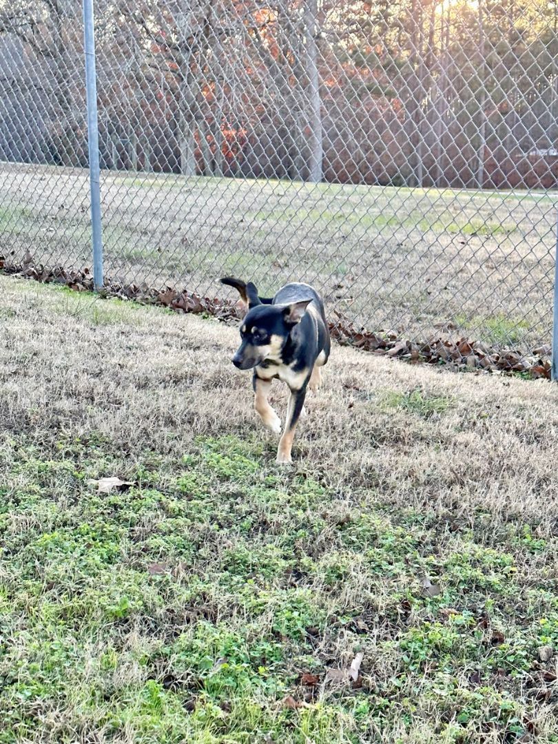 Nolan, a Adoptable mixed breed in Savannah, TN image 2/3