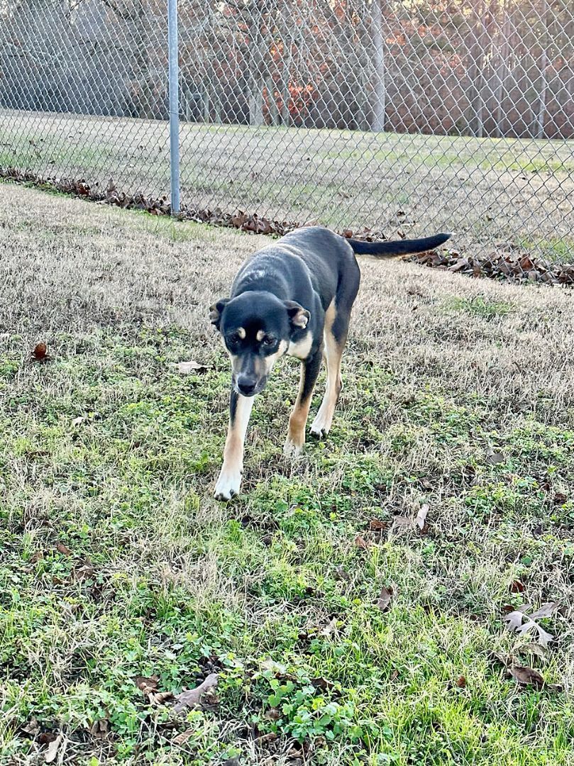 Nolan, a Adoptable mixed breed in Savannah, TN image 3/3
