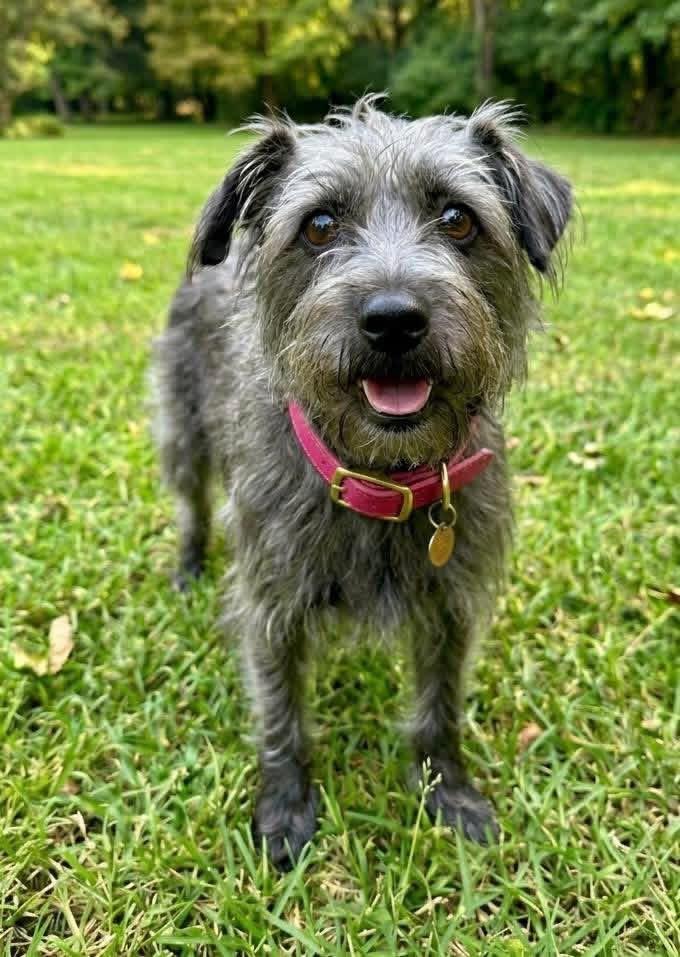 Cassie, Adoptable, Adult Female Cairn Terrier & Schnauzer.