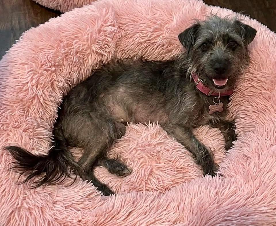 Cassie, a Adoptable mixed breed in Rockwall, TX image 2/2