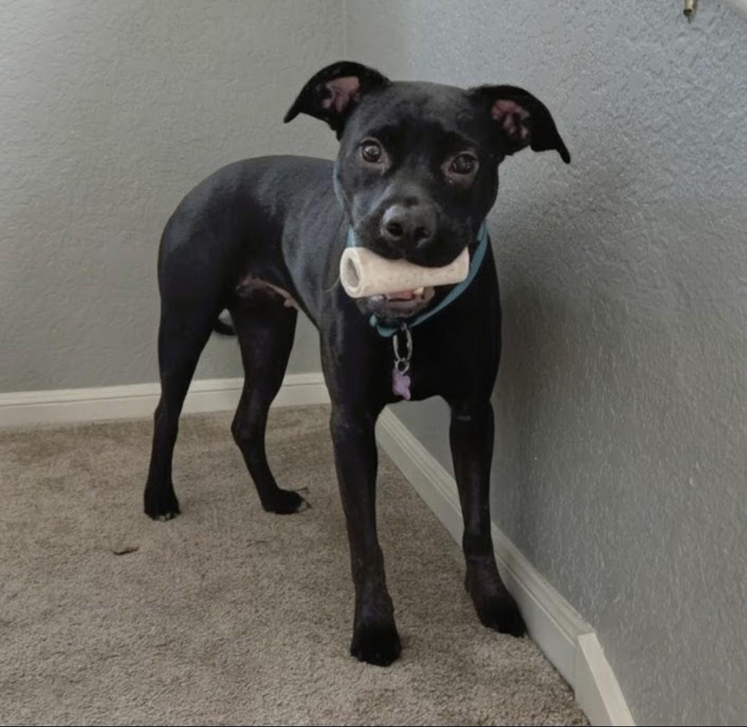 Enlarge Pepper, a Adoptable mixed breed in Austin, TX image 4/6