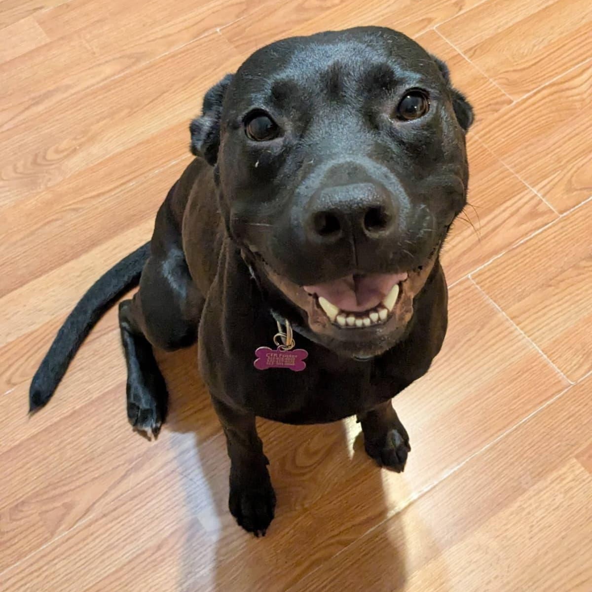 Enlarge Pepper, a Adoptable mixed breed in Austin, TX image 5/6