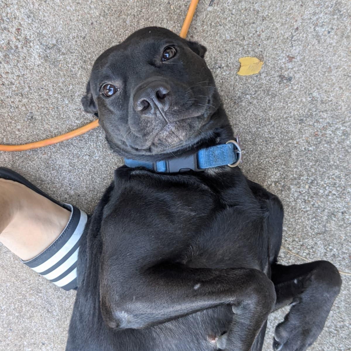 Enlarge Pepper, a Adoptable mixed breed in Austin, TX image 6/6