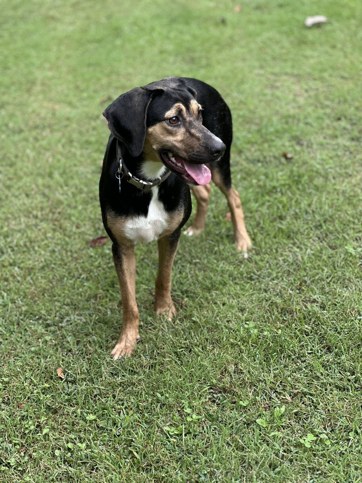 Enlarge S'mores, a Adoptable mixed breed in Prince Frederick, MD image 2/5