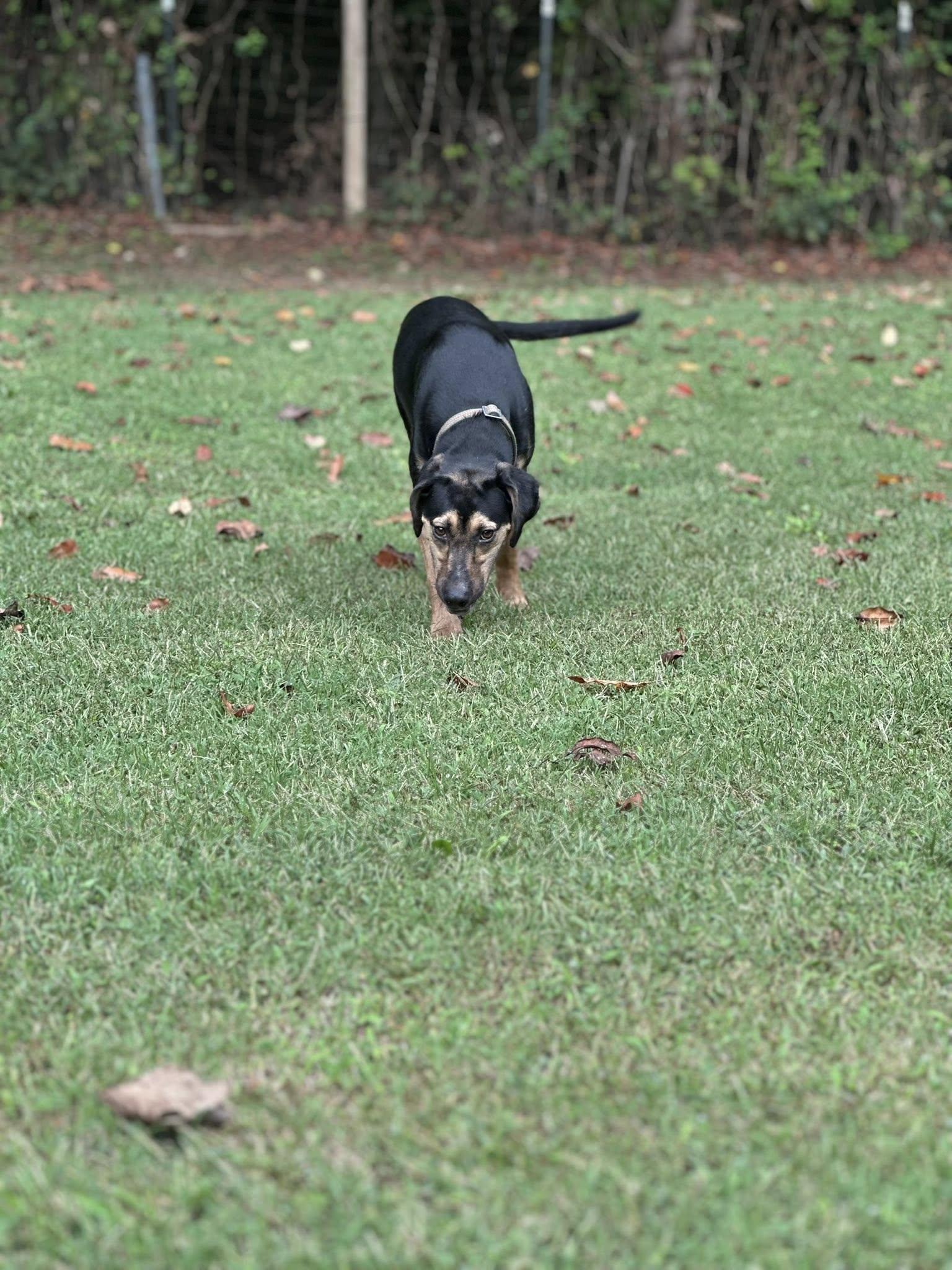 Enlarge S'mores, a Adoptable mixed breed in Prince Frederick, MD image 3/5