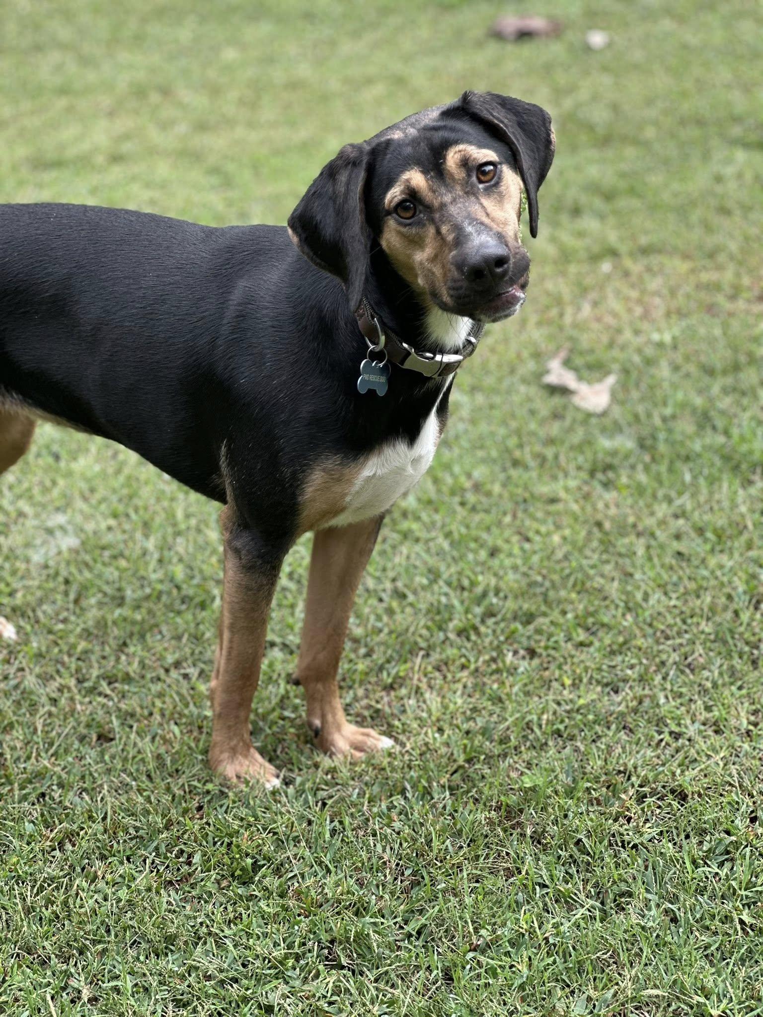 S'mores, Adoptable, Young Female Beagle & Hound.