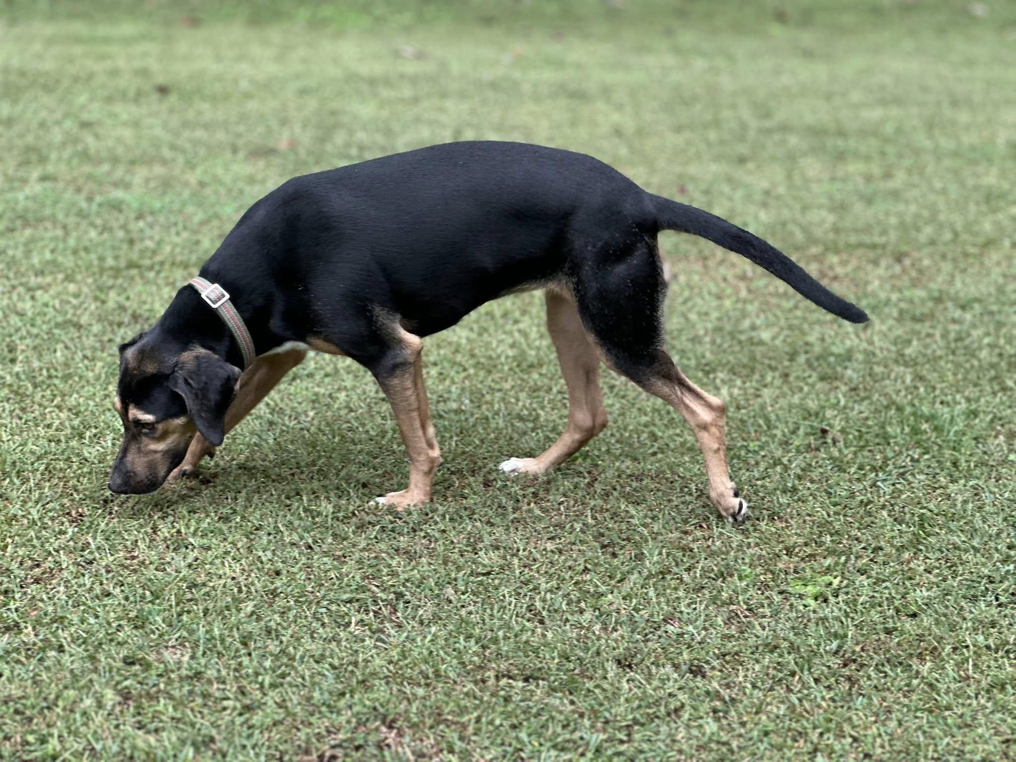 Enlarge S'mores, a Adoptable mixed breed in Prince Frederick, MD image 4/5