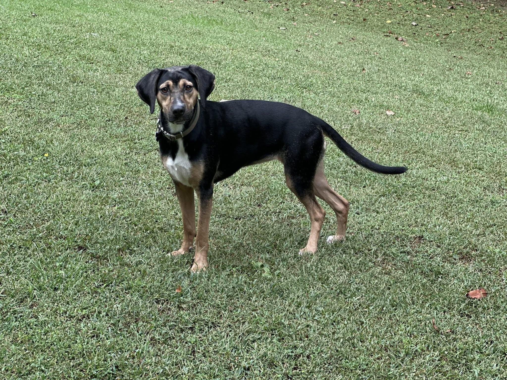 Enlarge S'mores, a Adoptable mixed breed in Prince Frederick, MD image 5/5