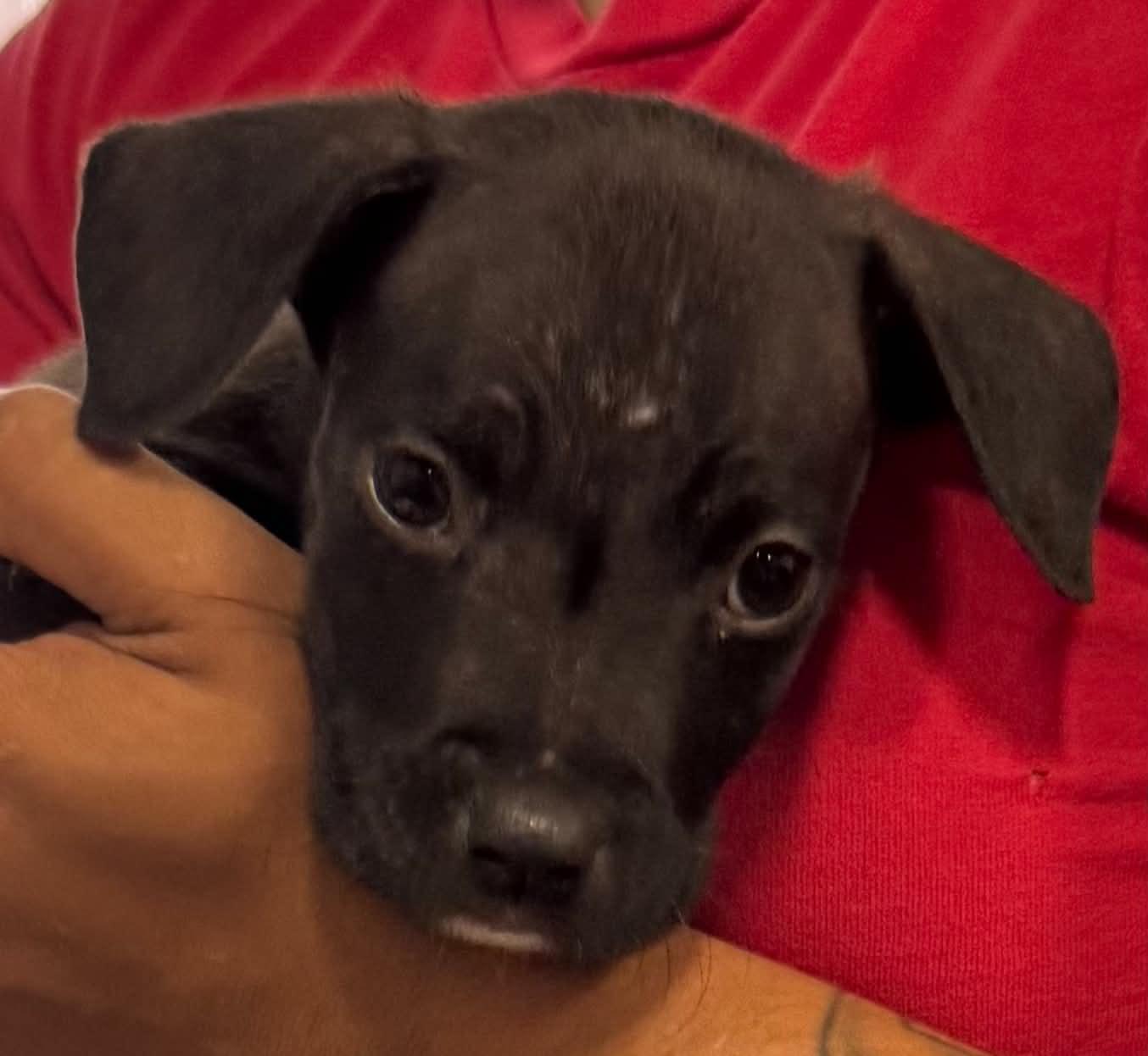 Enlarge Ivan, a Adopted mixed breed in Clairton, PA image 1/1