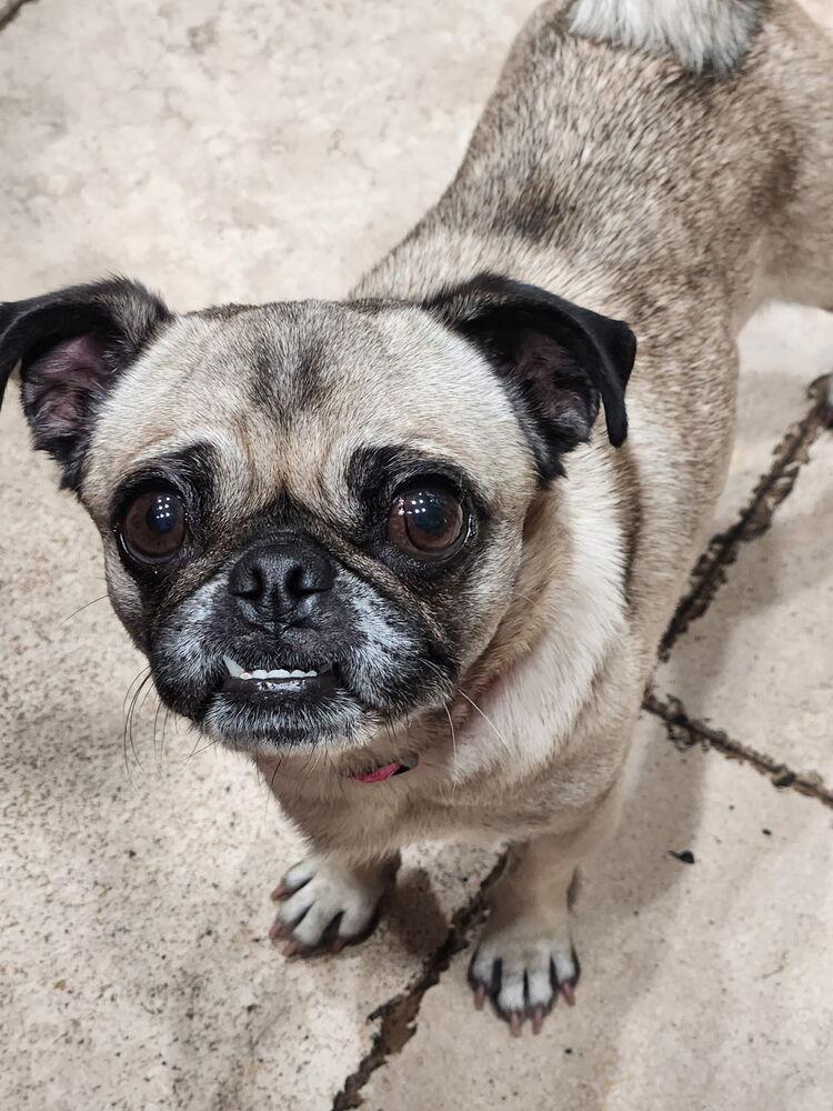 Enlarge Georgie Girl, a Adoptable Pug in Escondido, CA image 1/6