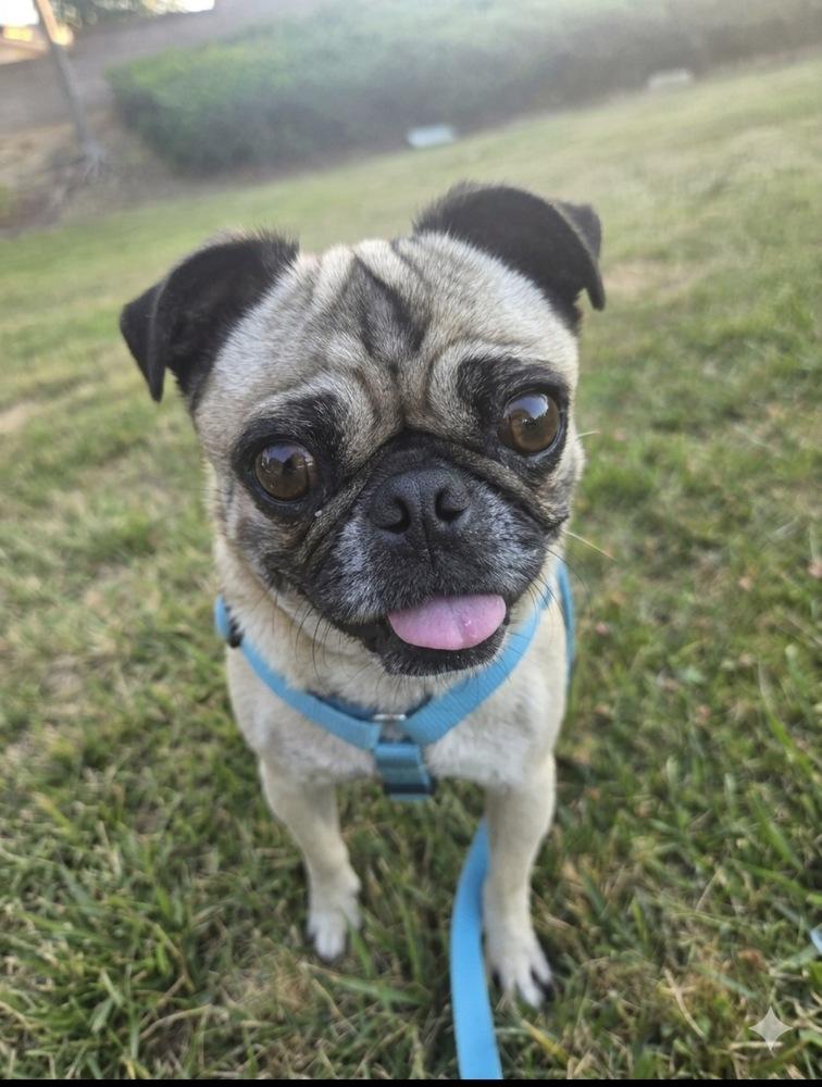 Enlarge Georgie Girl, a Adoptable Pug in Escondido, CA image 2/6