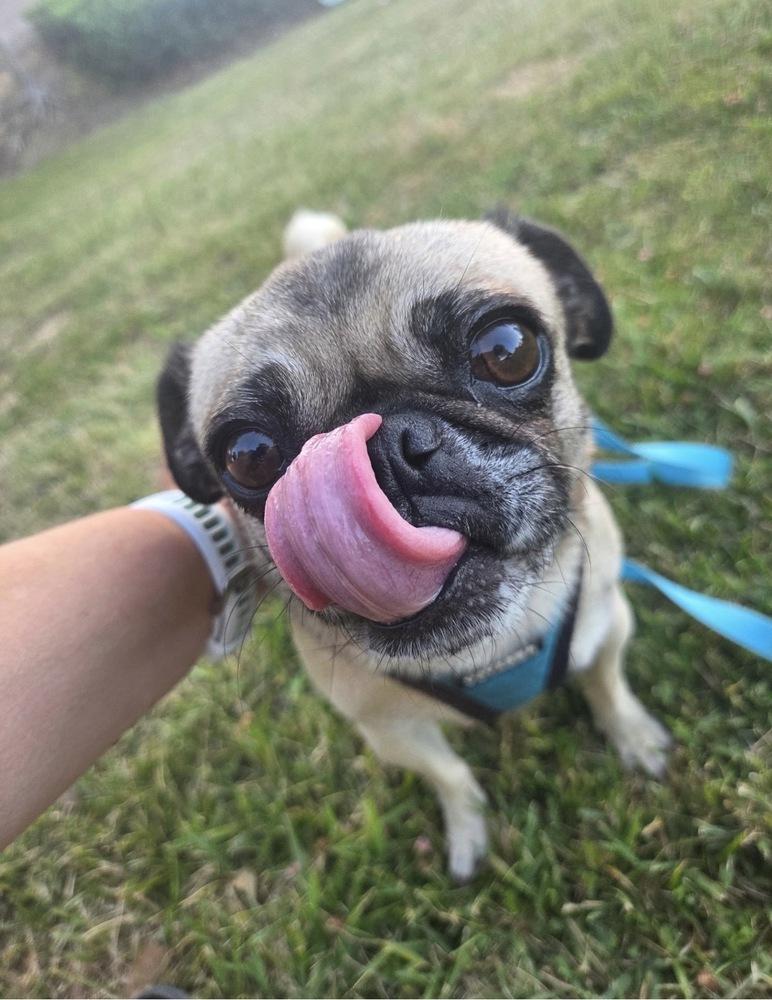 Enlarge Georgie Girl, a Adoptable Pug in Escondido, CA image 4/6
