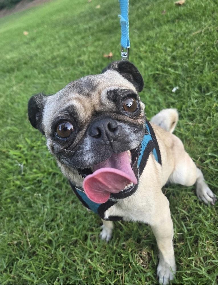 Enlarge Georgie Girl, a Adoptable Pug in Escondido, CA image 5/6