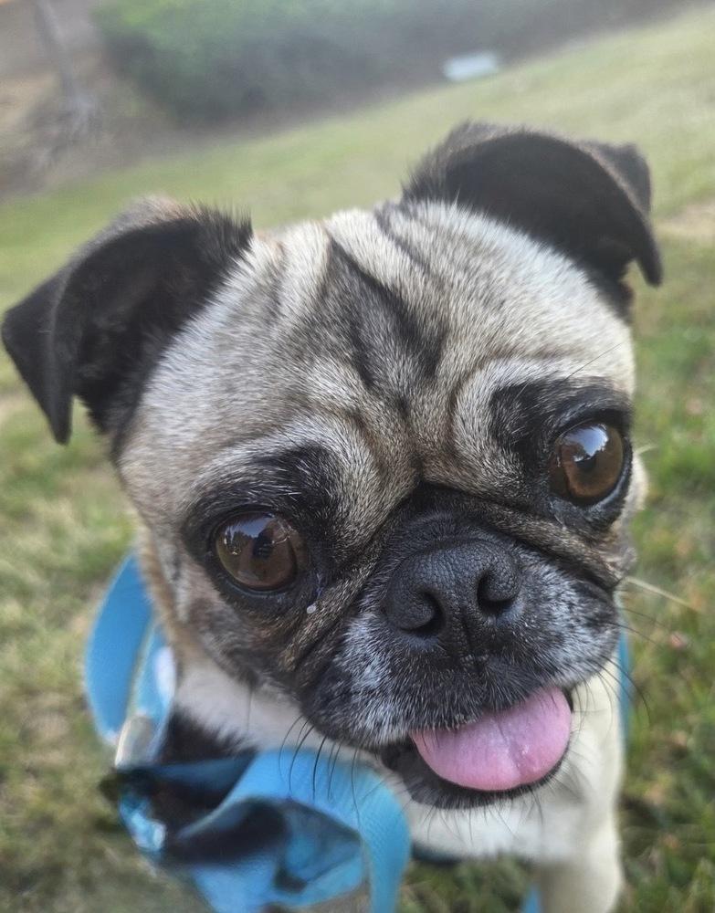 Enlarge Georgie Girl, a Adoptable Pug in Escondido, CA image 6/6