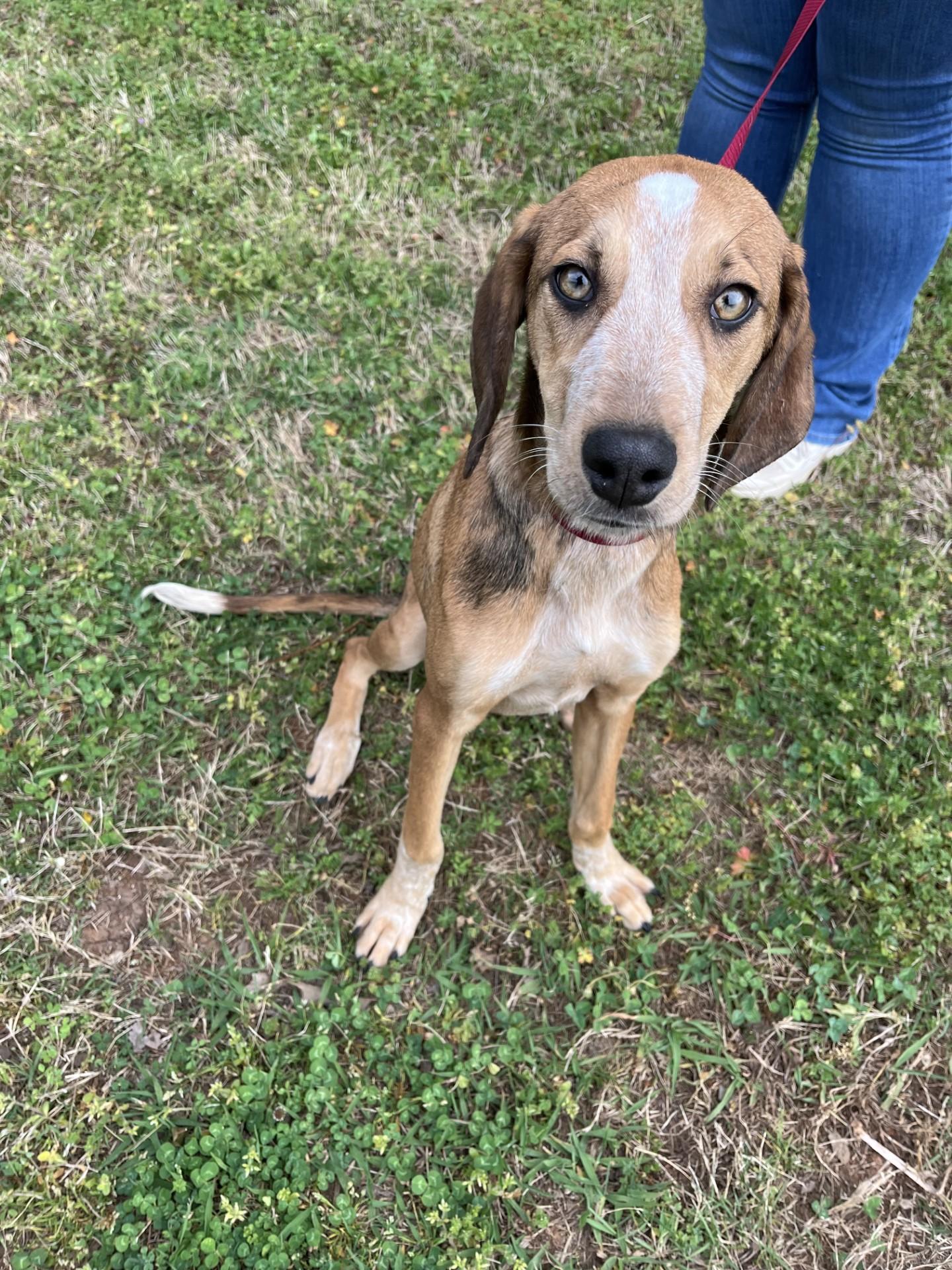 Enlarge Pastelle, a ADOPTABLE mixed breed in Loudon, TN image 3/3