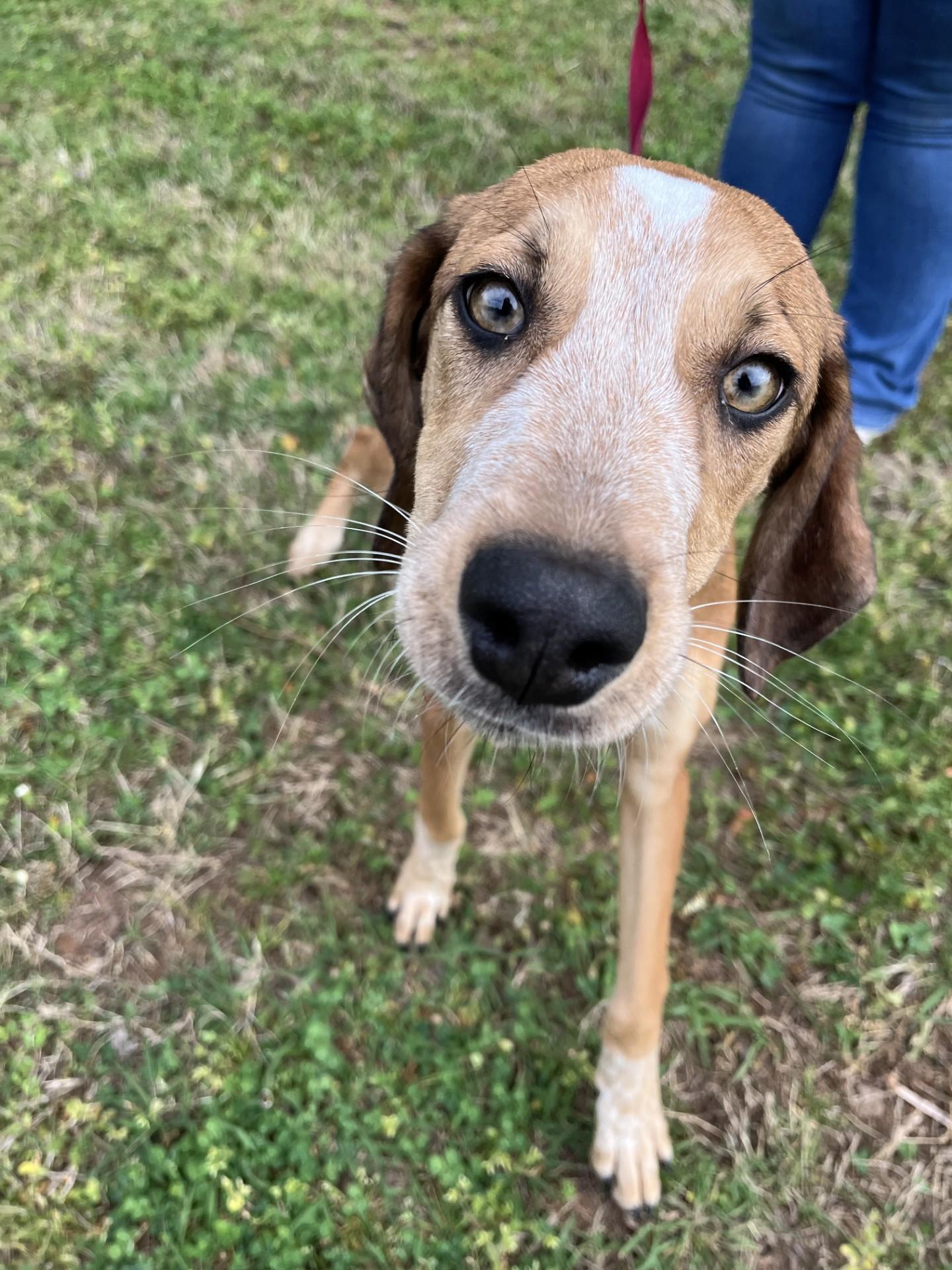 Enlarge Pastelle, a ADOPTABLE mixed breed in Loudon, TN image 1/3