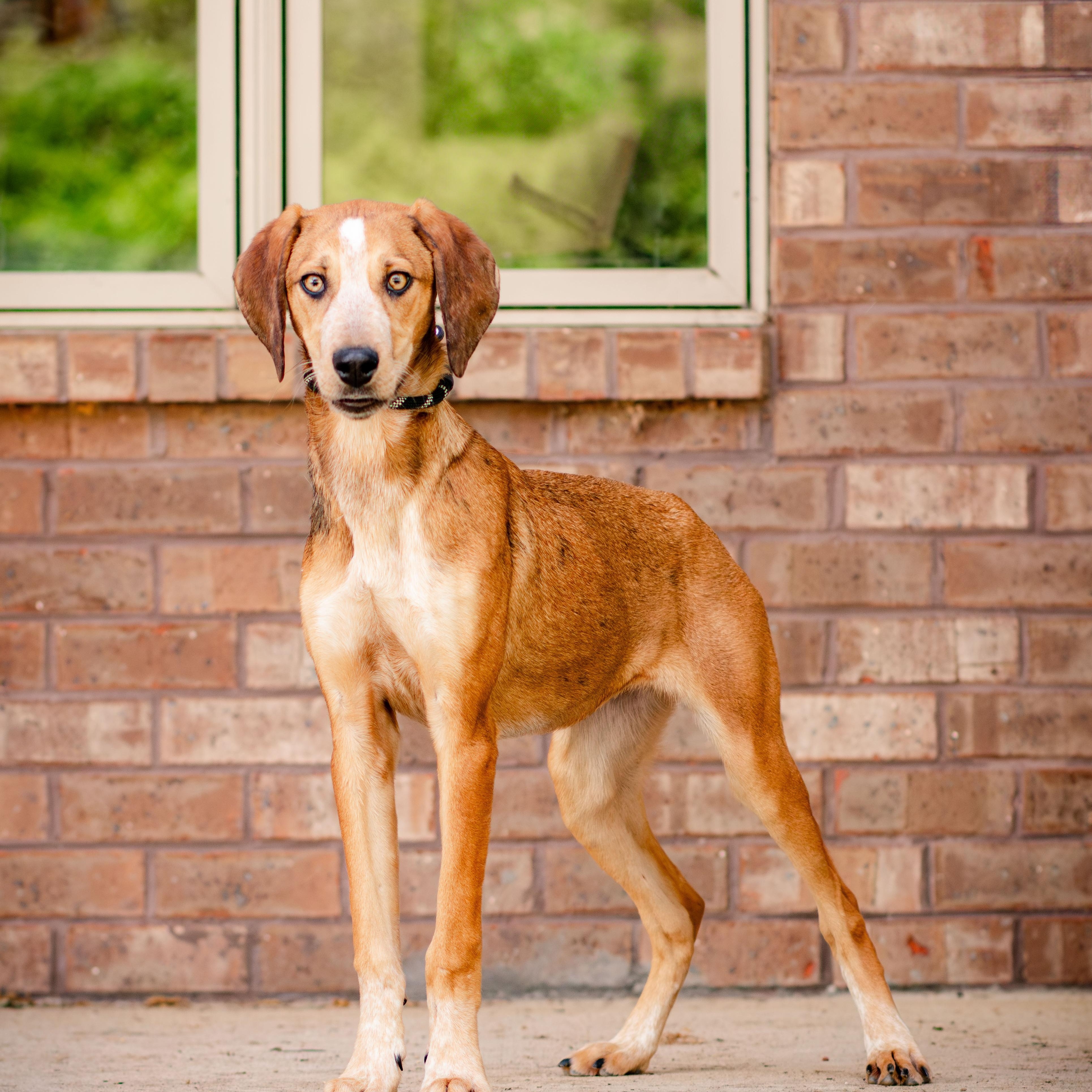 Pastelle, ADOPTABLE, Young Female Great Dane & Bluetick Coonhound.