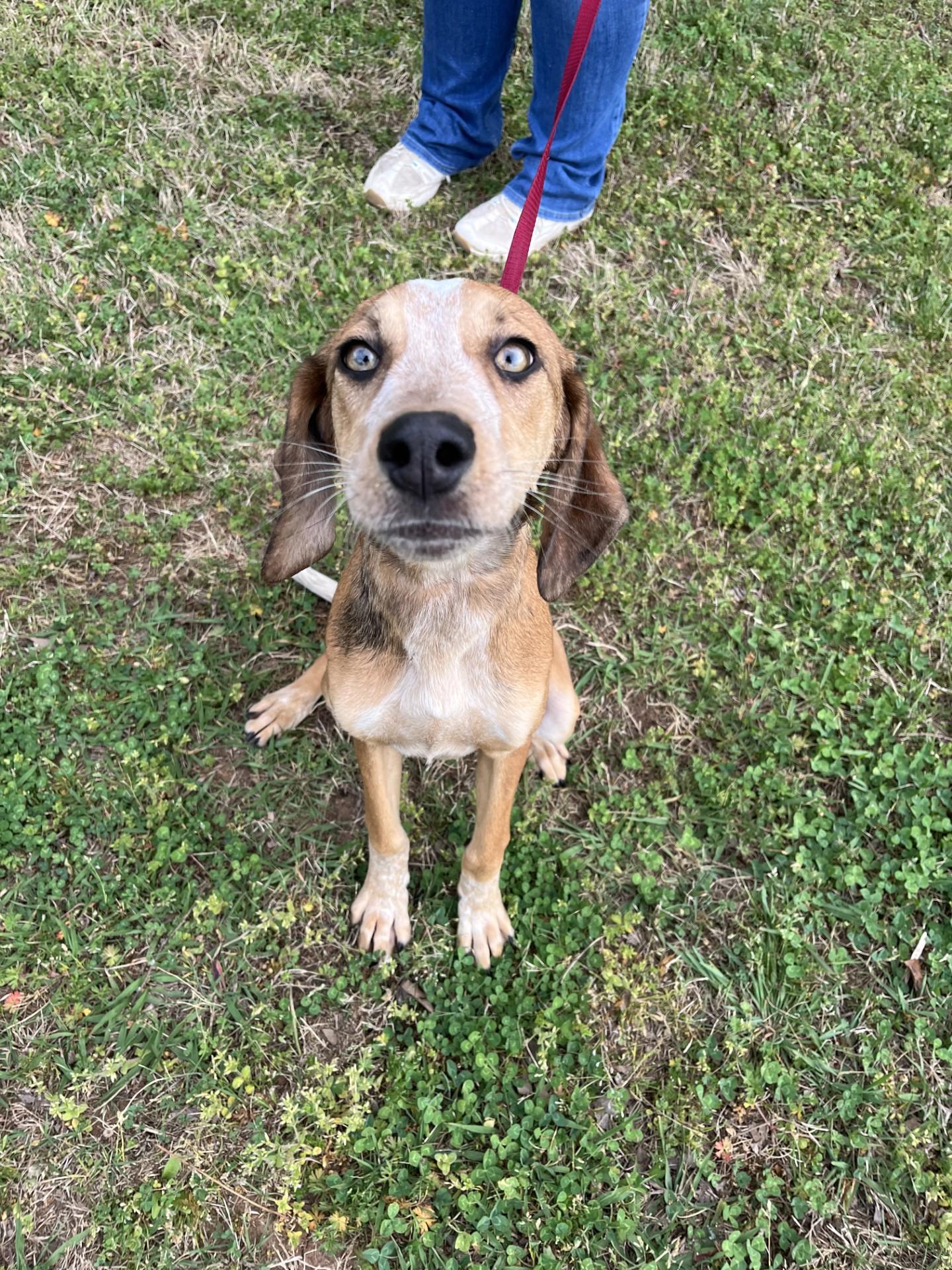 Enlarge Pastelle, a ADOPTABLE mixed breed in Loudon, TN image 2/3