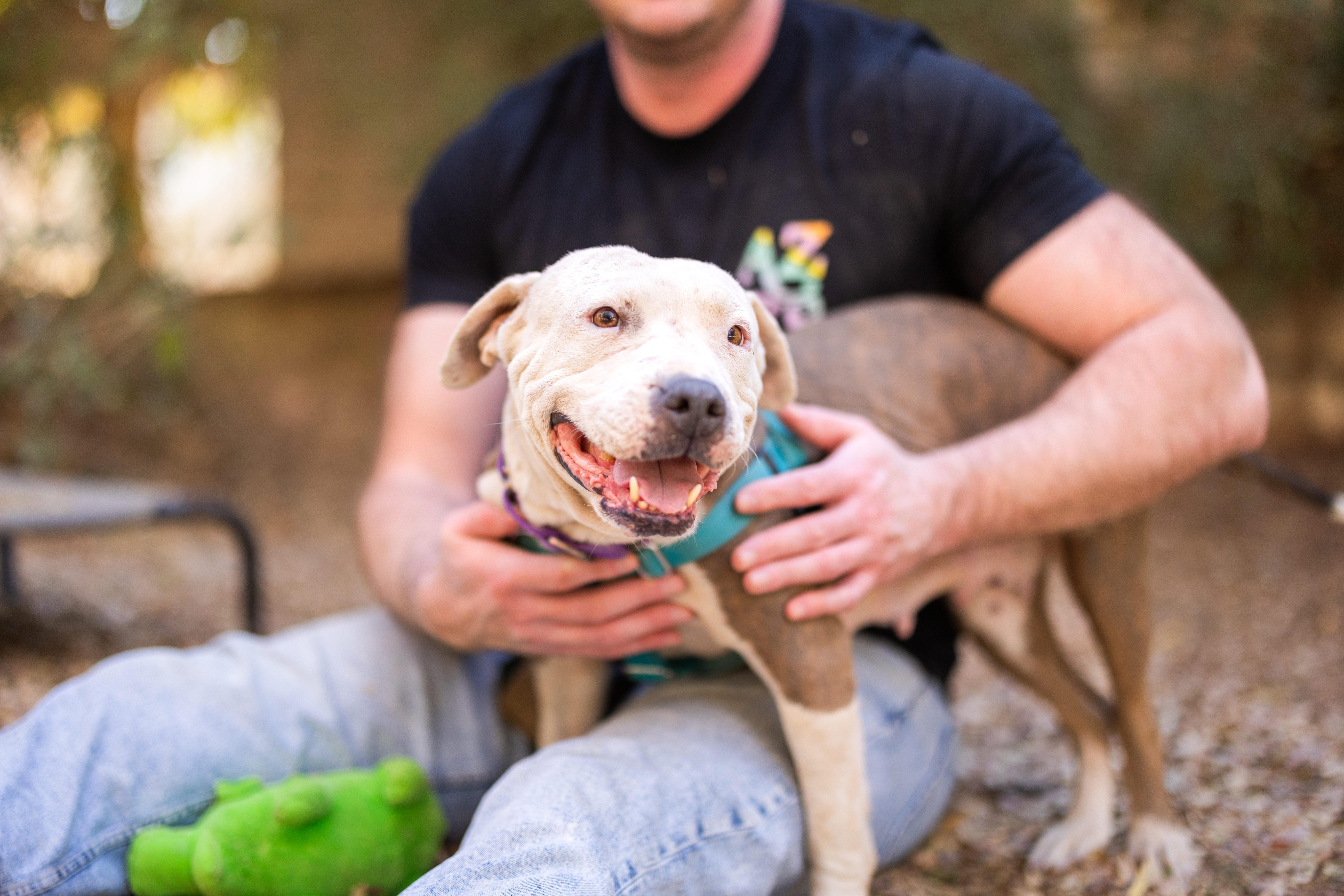 Uma, a Adoptable mixed breed in Peoria, AZ image 2/6