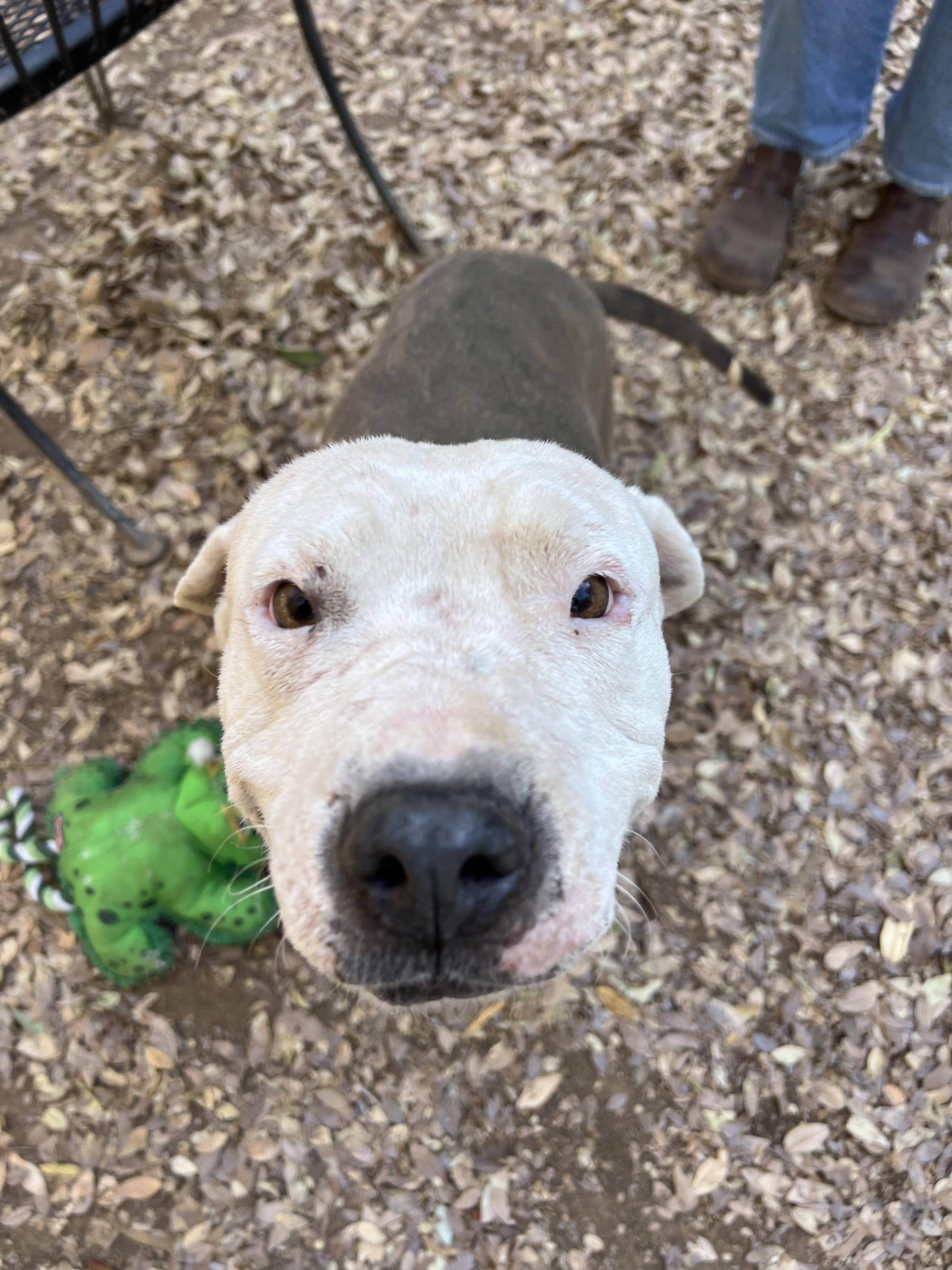 Uma, a Adoptable mixed breed in Peoria, AZ image 5/6