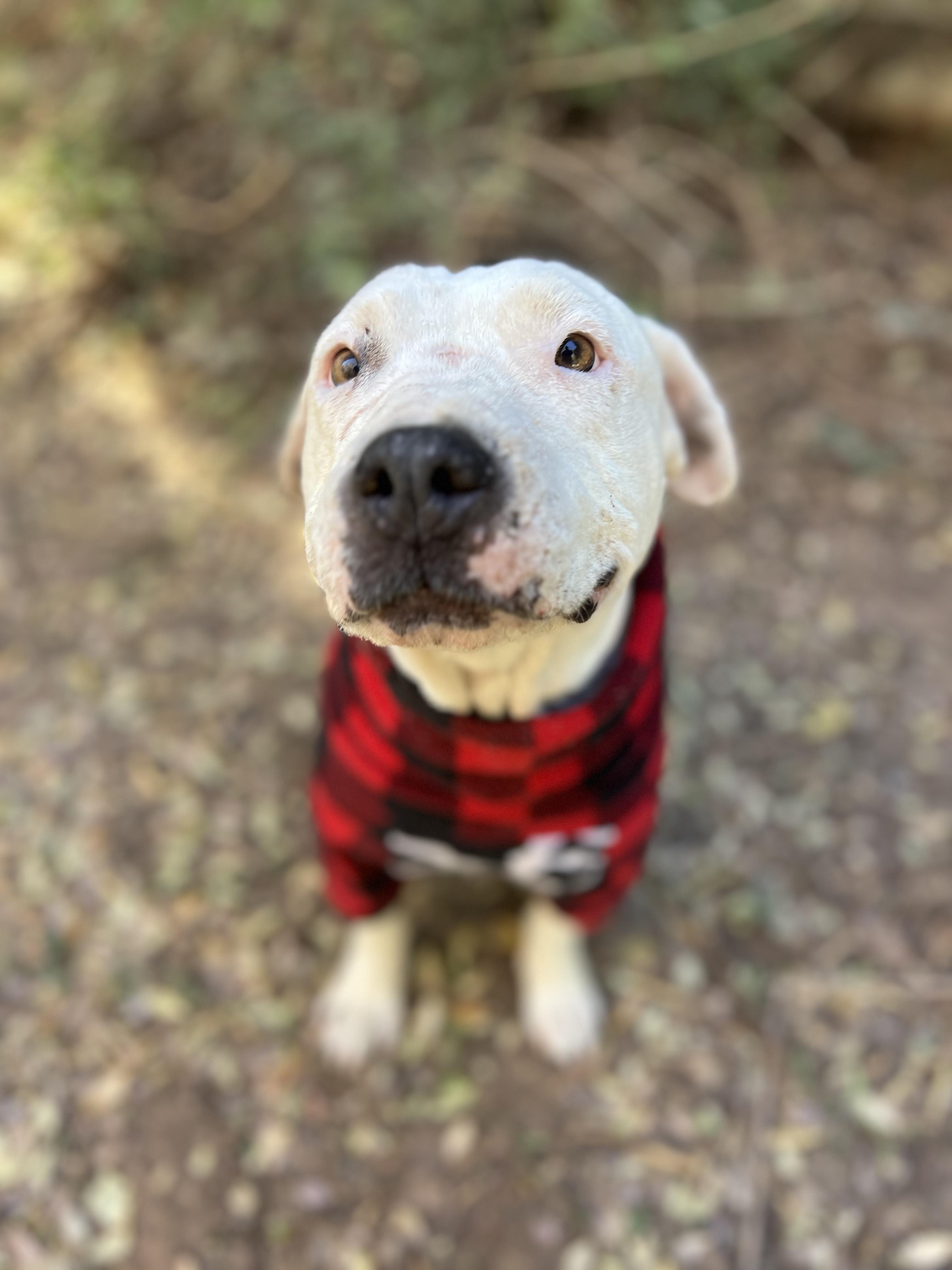 Uma, a Adoptable mixed breed in Peoria, AZ image 4/6