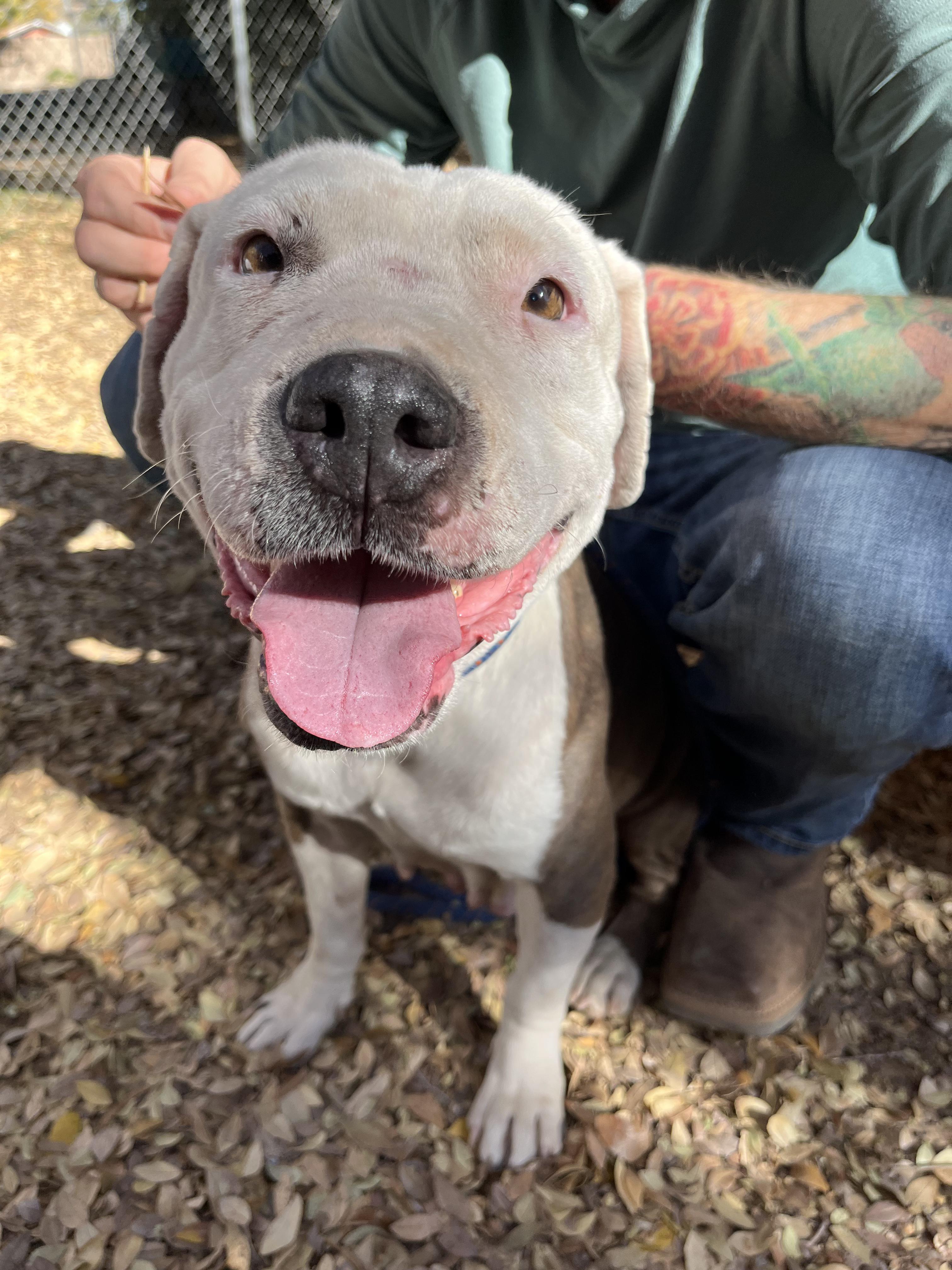 Uma, a Adoptable mixed breed in Peoria, AZ image 6/6