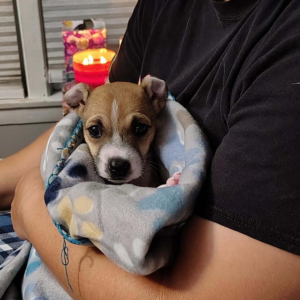 Enlarge Morrison, a Adoptable mixed breed in Chicago, IL image 1/6