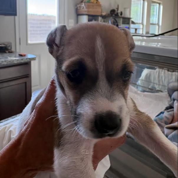 Enlarge Morrison, a Adoptable mixed breed in Chicago, IL image 2/6