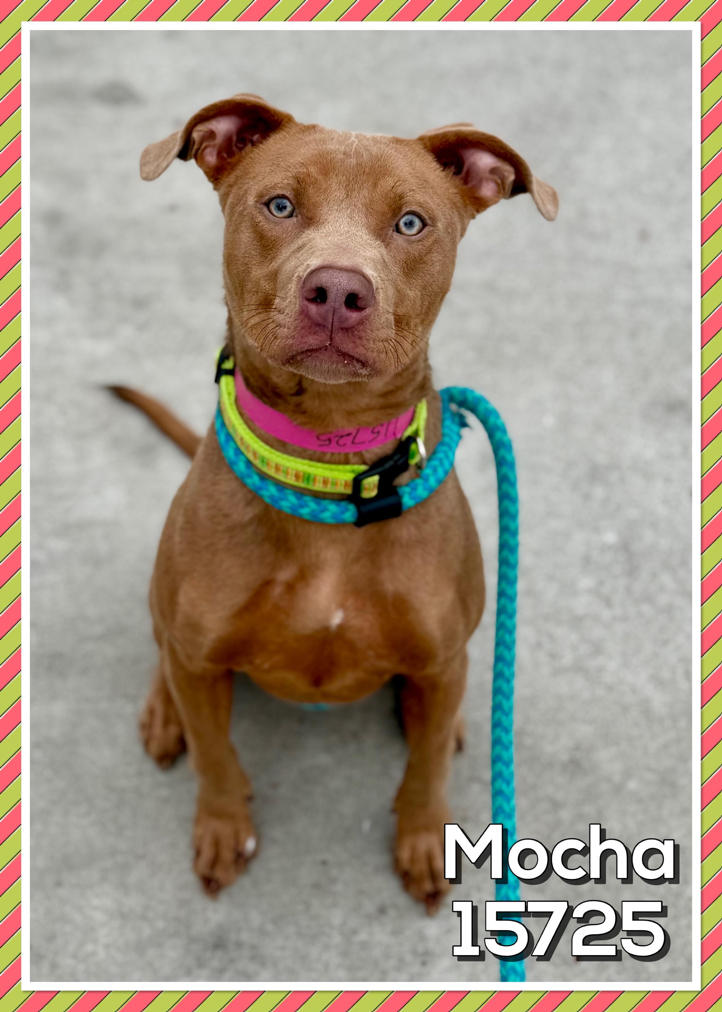 Enlarge MOCHA, a Adoptable mixed breed in Marietta, GA image 5/6