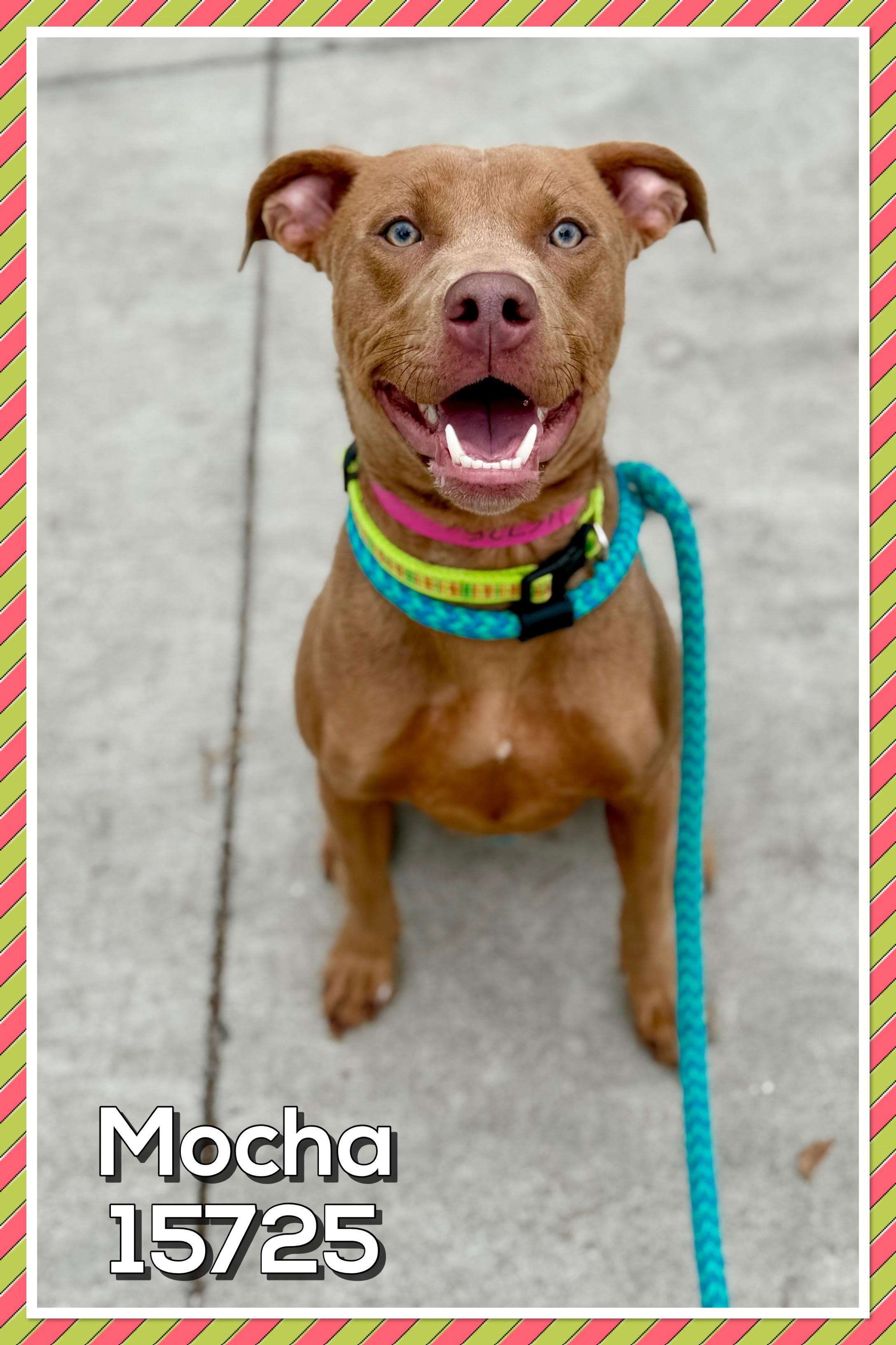 Enlarge MOCHA, a Adoptable mixed breed in Marietta, GA image 6/6