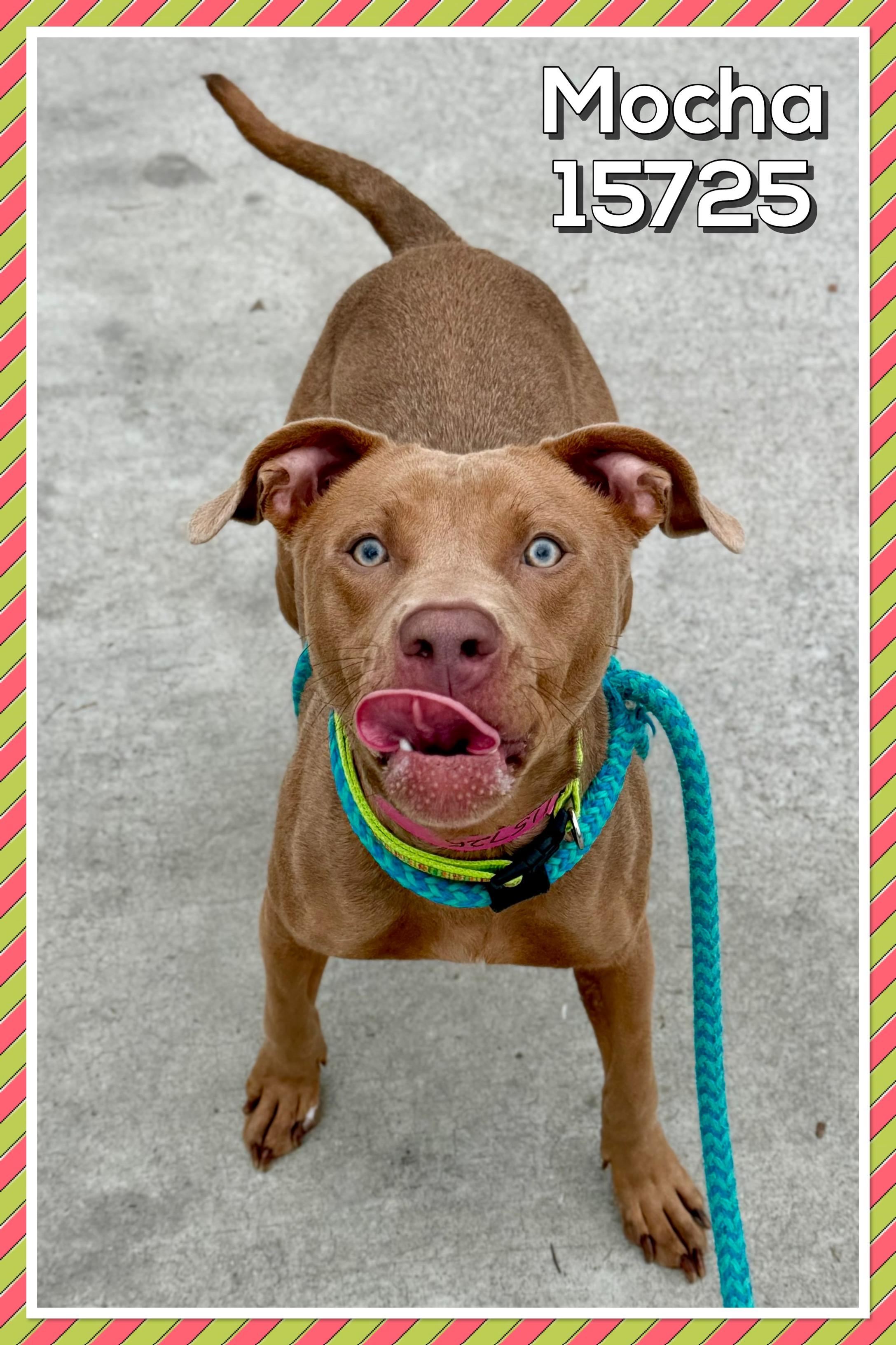 Enlarge MOCHA, a Adoptable mixed breed in Marietta, GA image 4/6