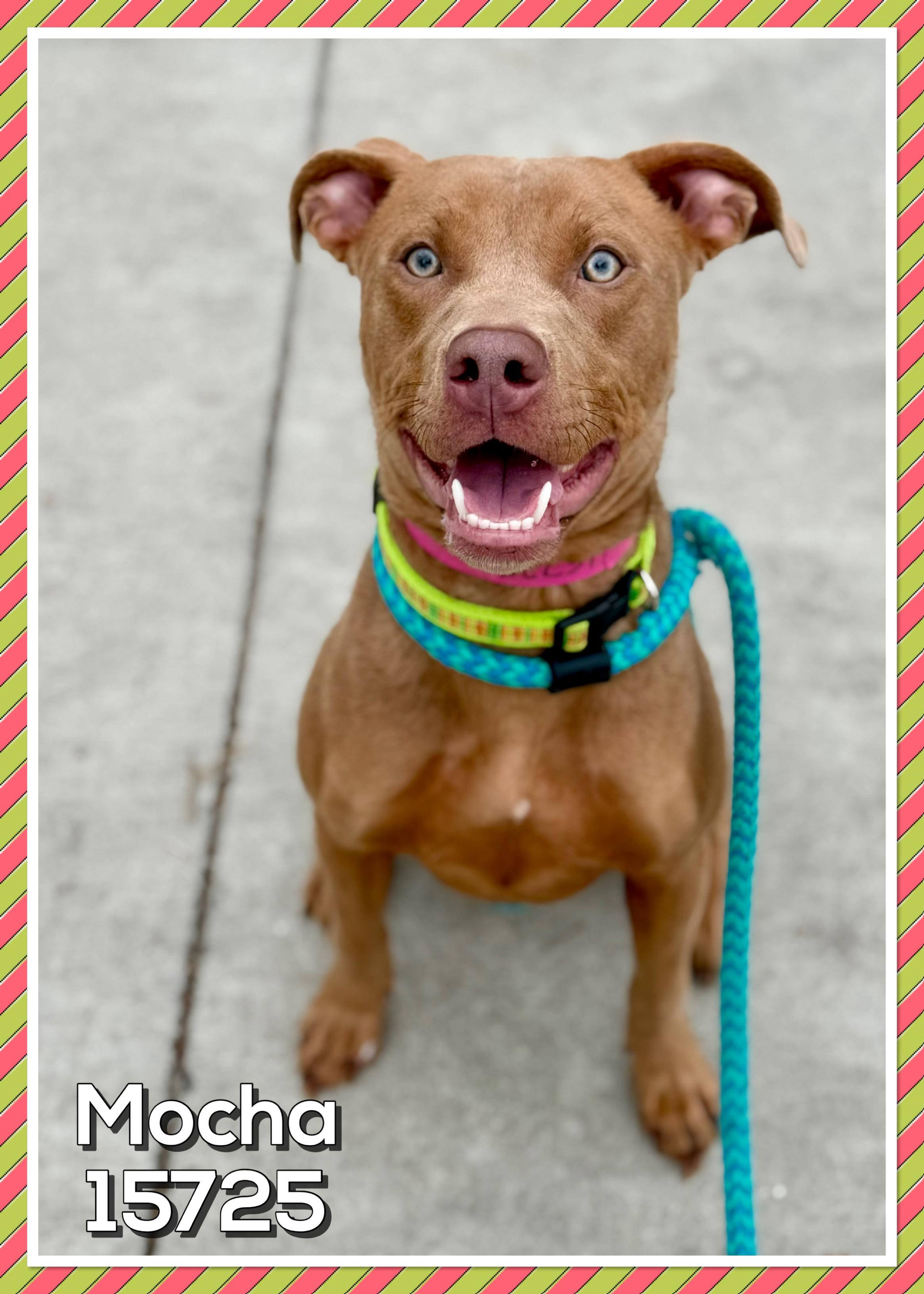 Enlarge MOCHA, a Adoptable mixed breed in Marietta, GA image 1/6