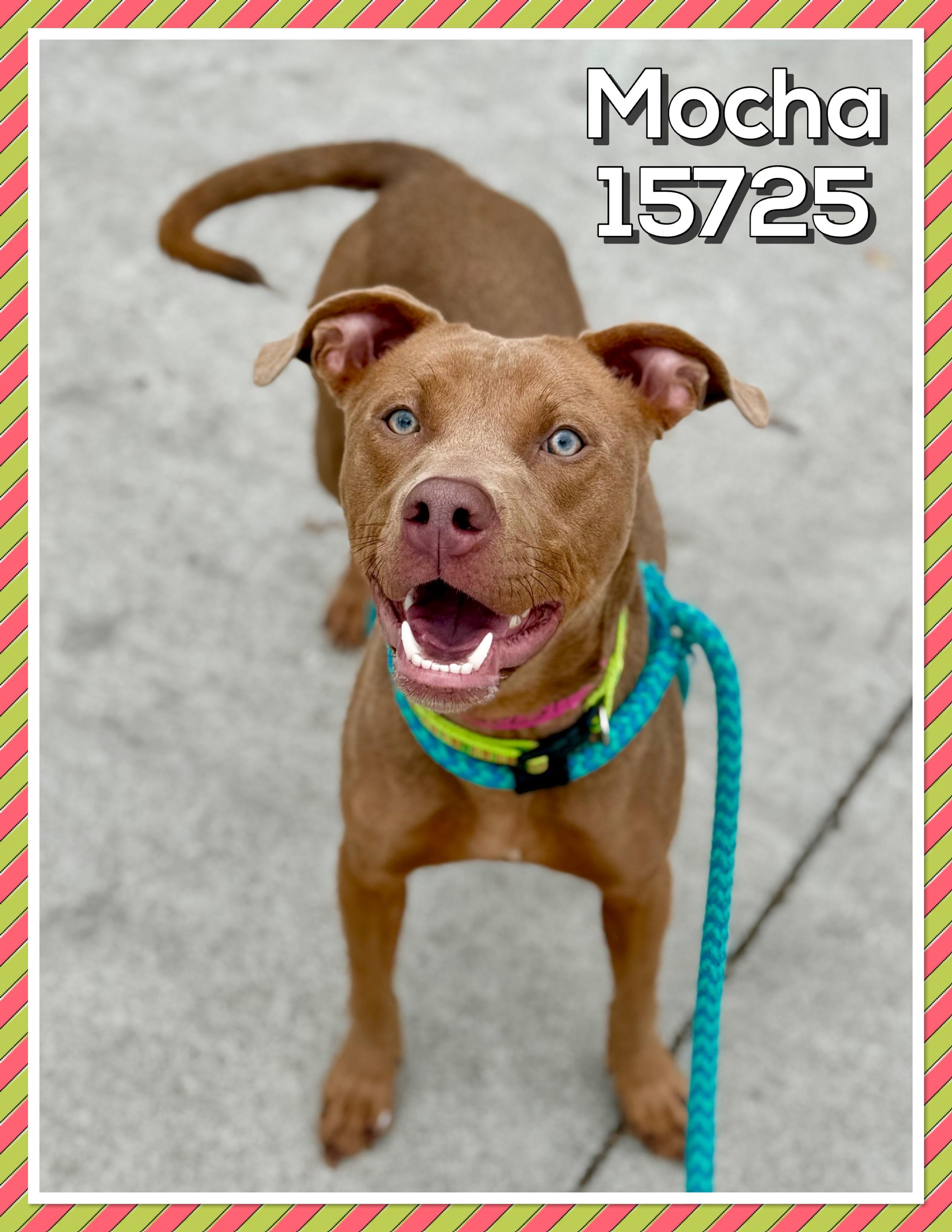 Enlarge MOCHA, a Adoptable mixed breed in Marietta, GA image 2/6